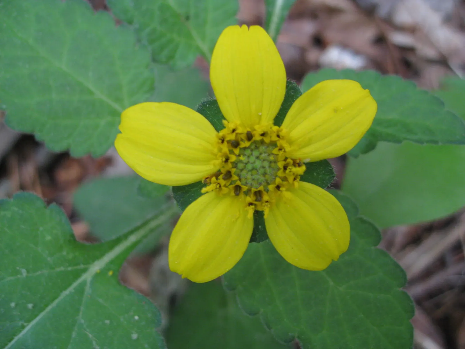 Golden Star (Chrysogonum Virginianum) — each about 1 to 1.5 inches in diameter; apt for adding a splash of color to your landscape design