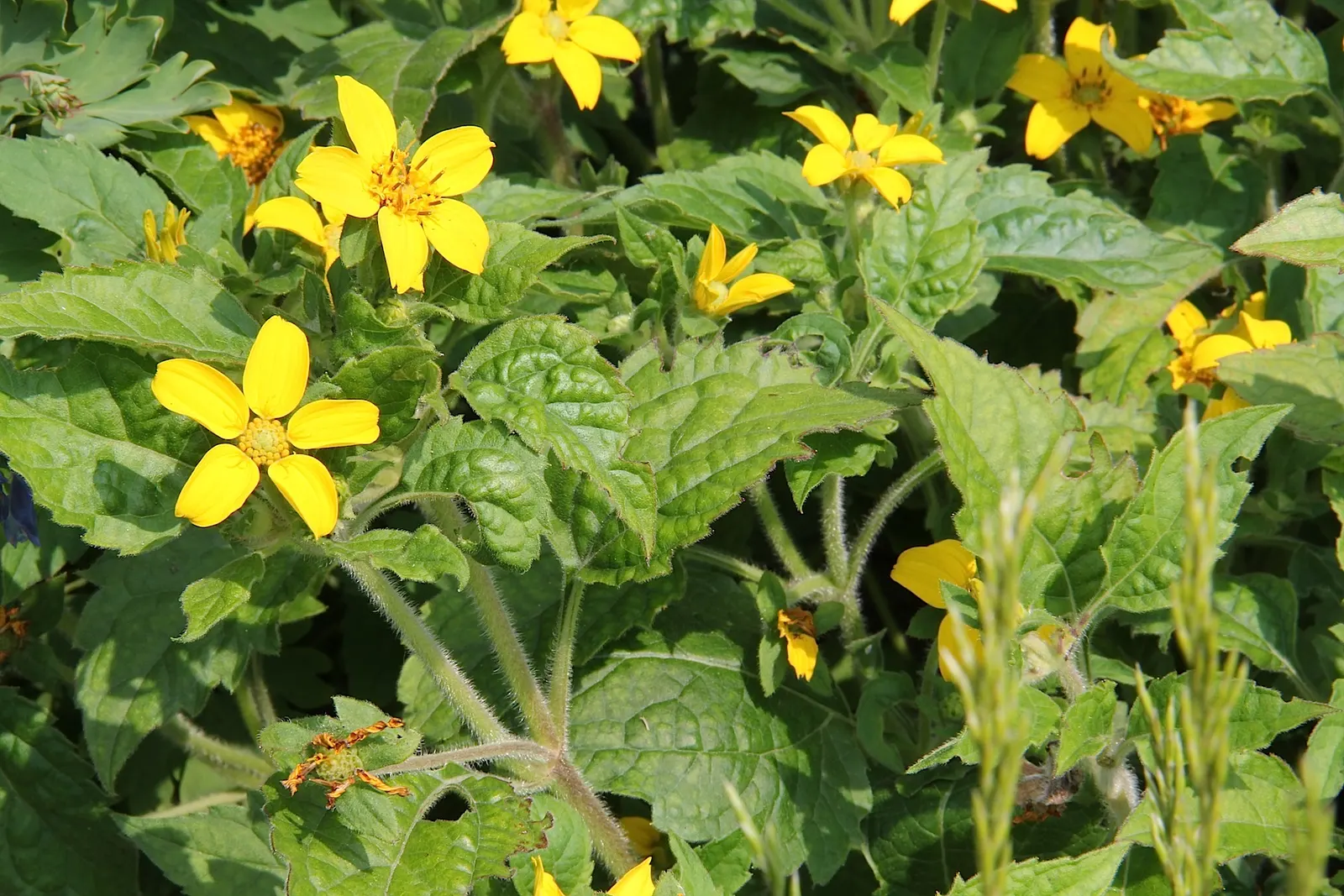 Golden Star (Chrysogonum Virginianum) — it produces an abundance of bright yellow; chrysogonum virginianum, commonly known as Golden Star, is a low-growing