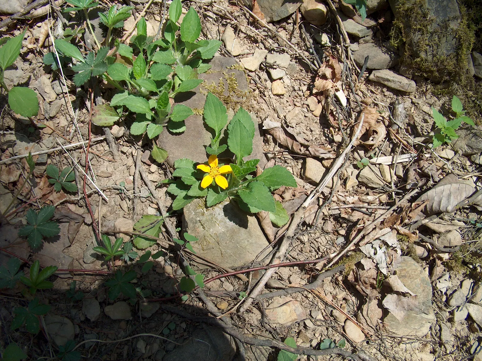 Golden Star (Chrysogonum Virginianum) — The plant's leaves are heart-shaped, boasting a lush, deep green hue that elegantly offsets its flowers