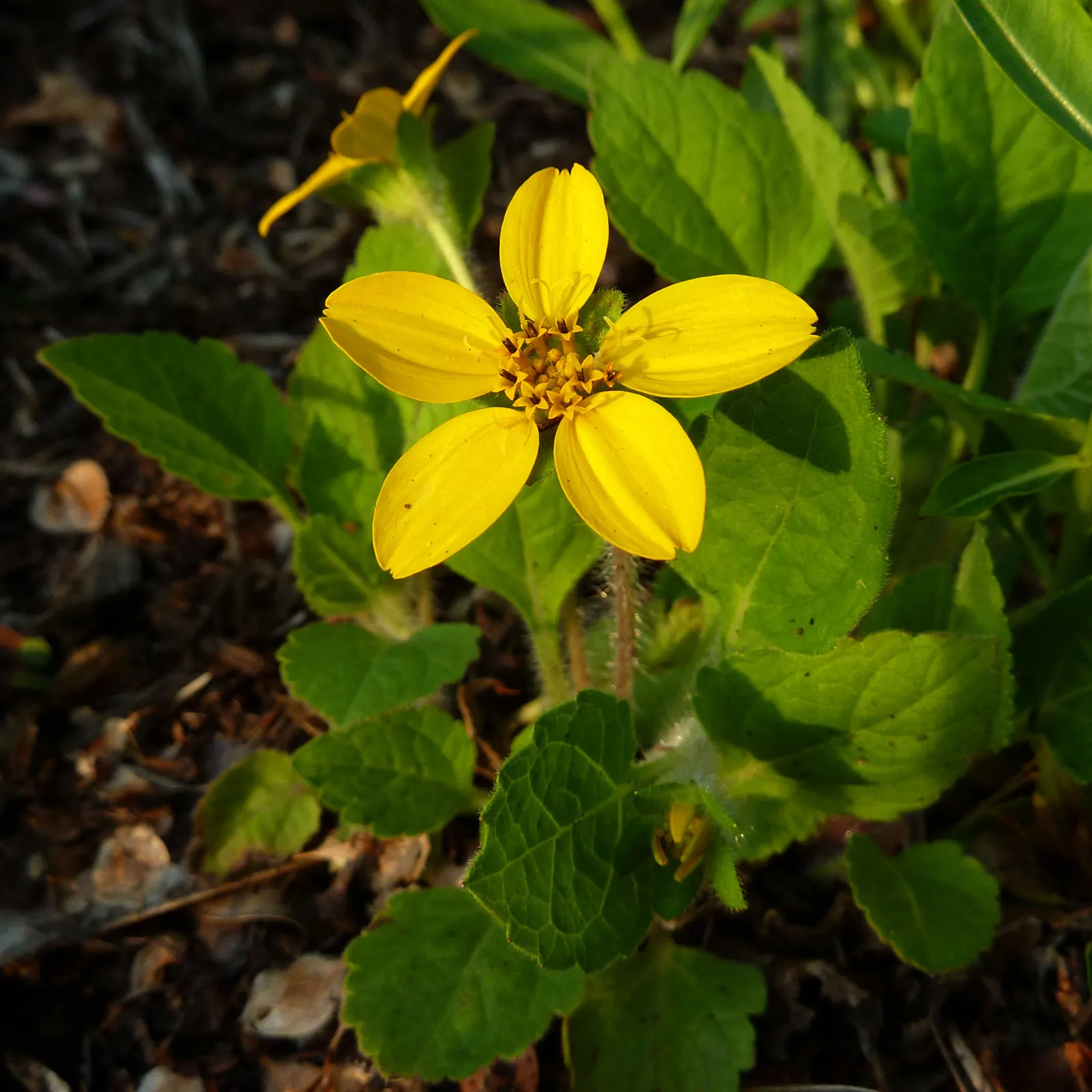 Golden Star (Chrysogonum Virginianum) — It flourishes in USDA zones 5-9, preferring partial to full shade; with a spread of 18 to 24 inches
