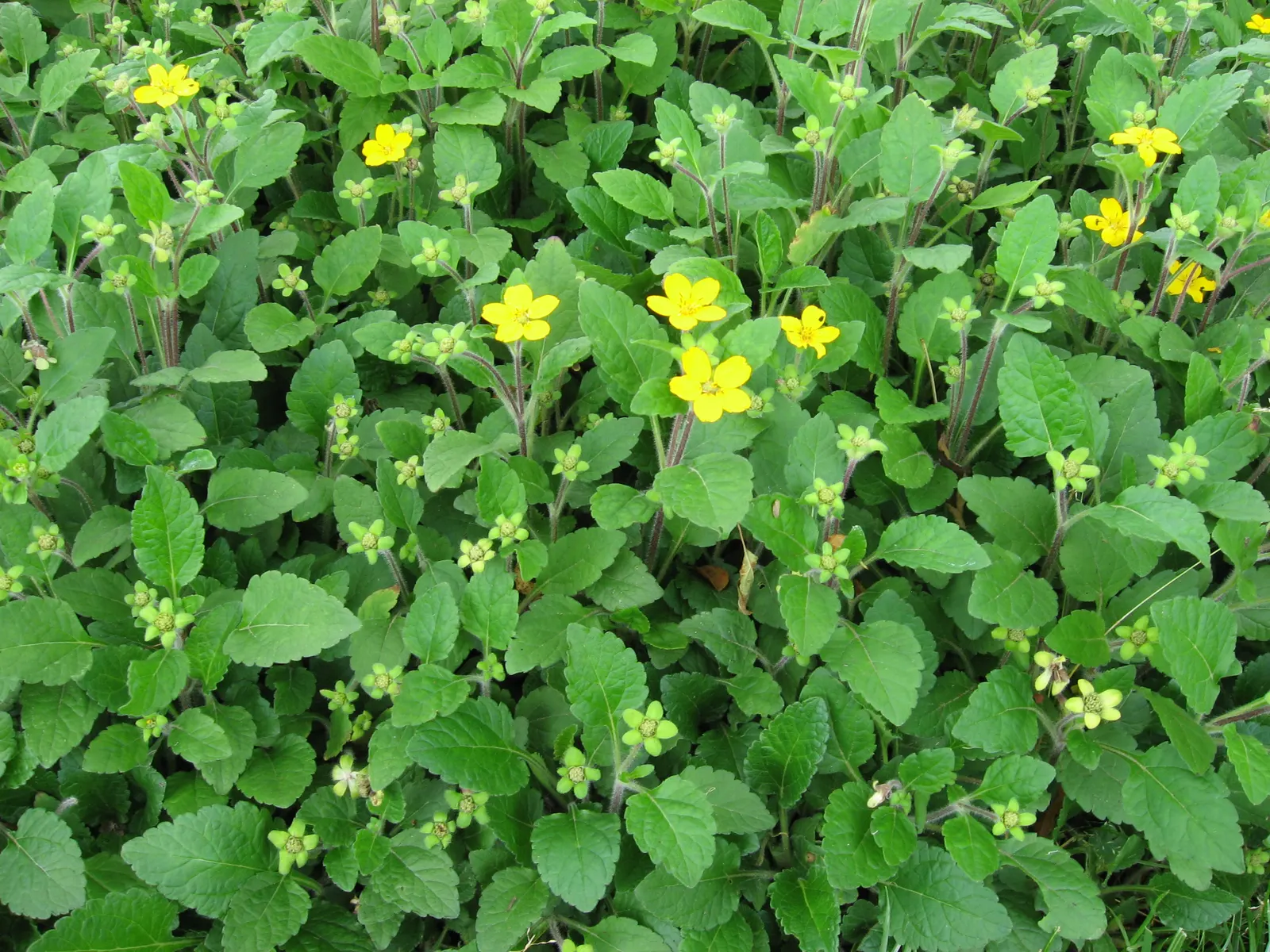 Golden Star (Chrysogonum Virginianum) — This native to the Eastern United States thrives in USDA hardiness zones 5 through 9; this plant prefers moist