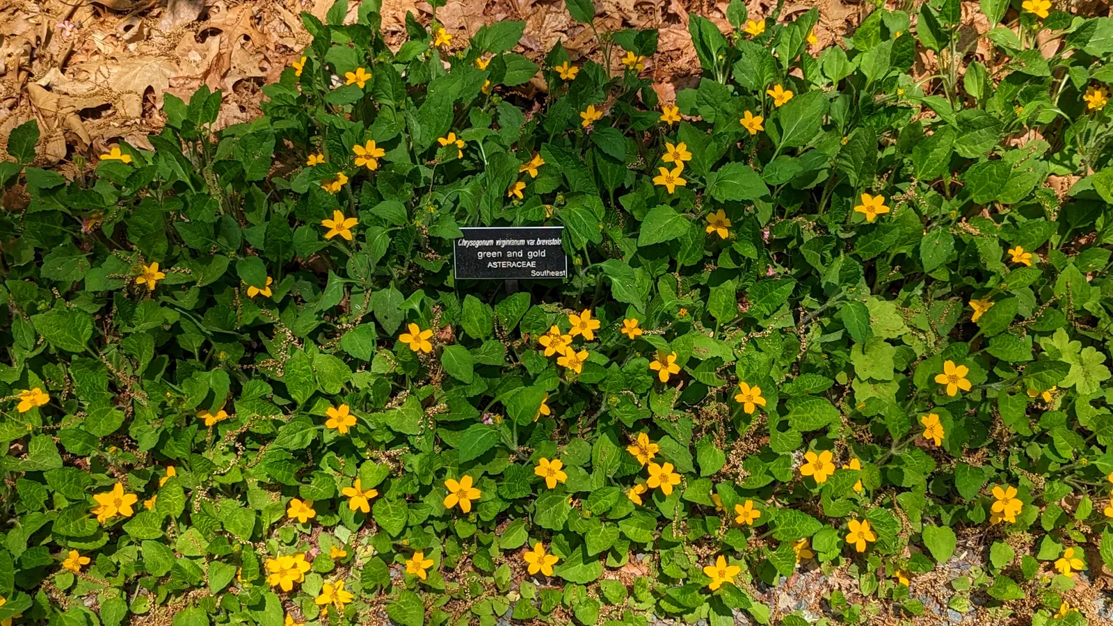 Golden Star (Chrysogonum Virginianum) — ground cover / perennial with yellow blooms