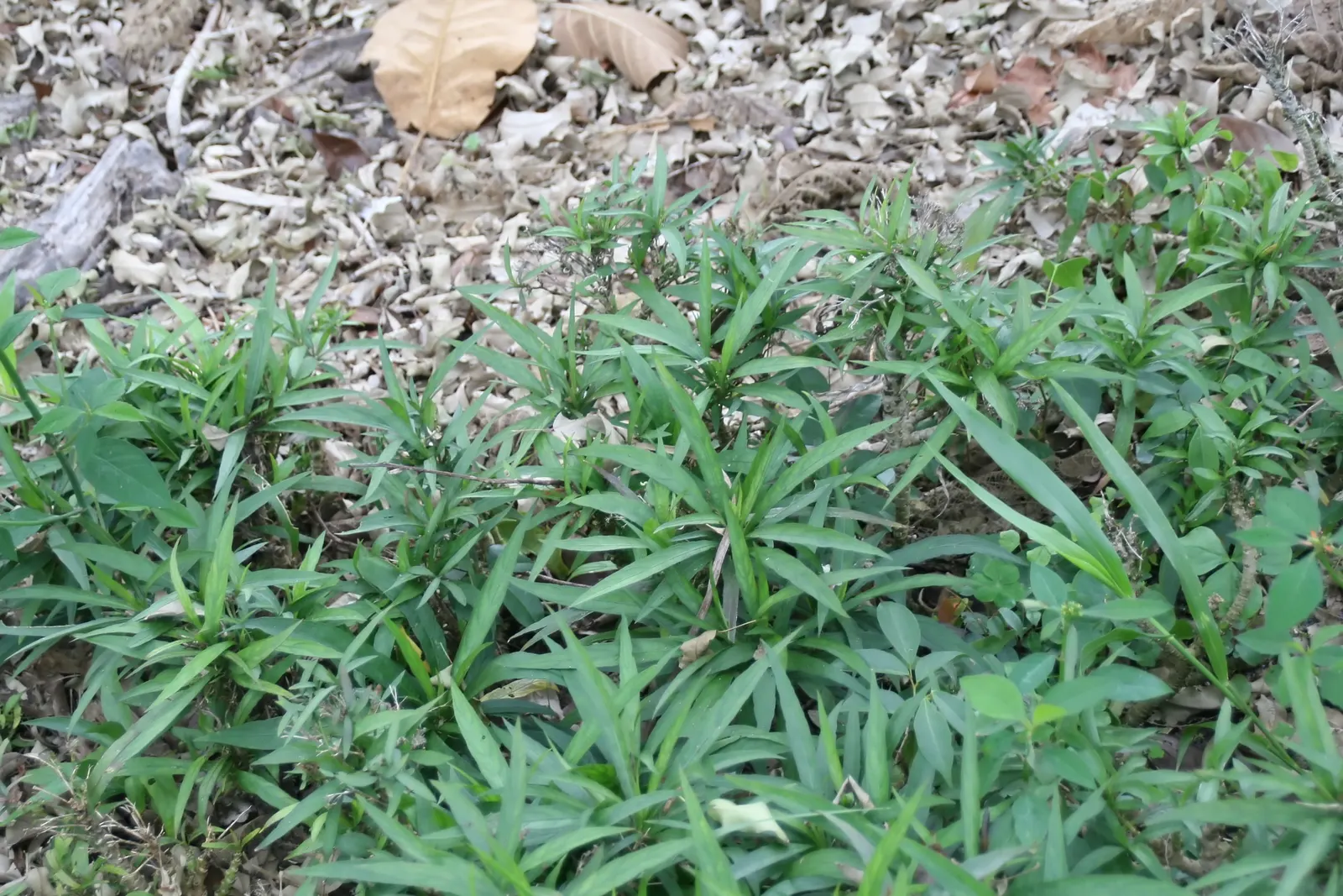 Desert Bluebells (Phacelia Companularia) — Ideal for adding a splash of color to arid landscapes