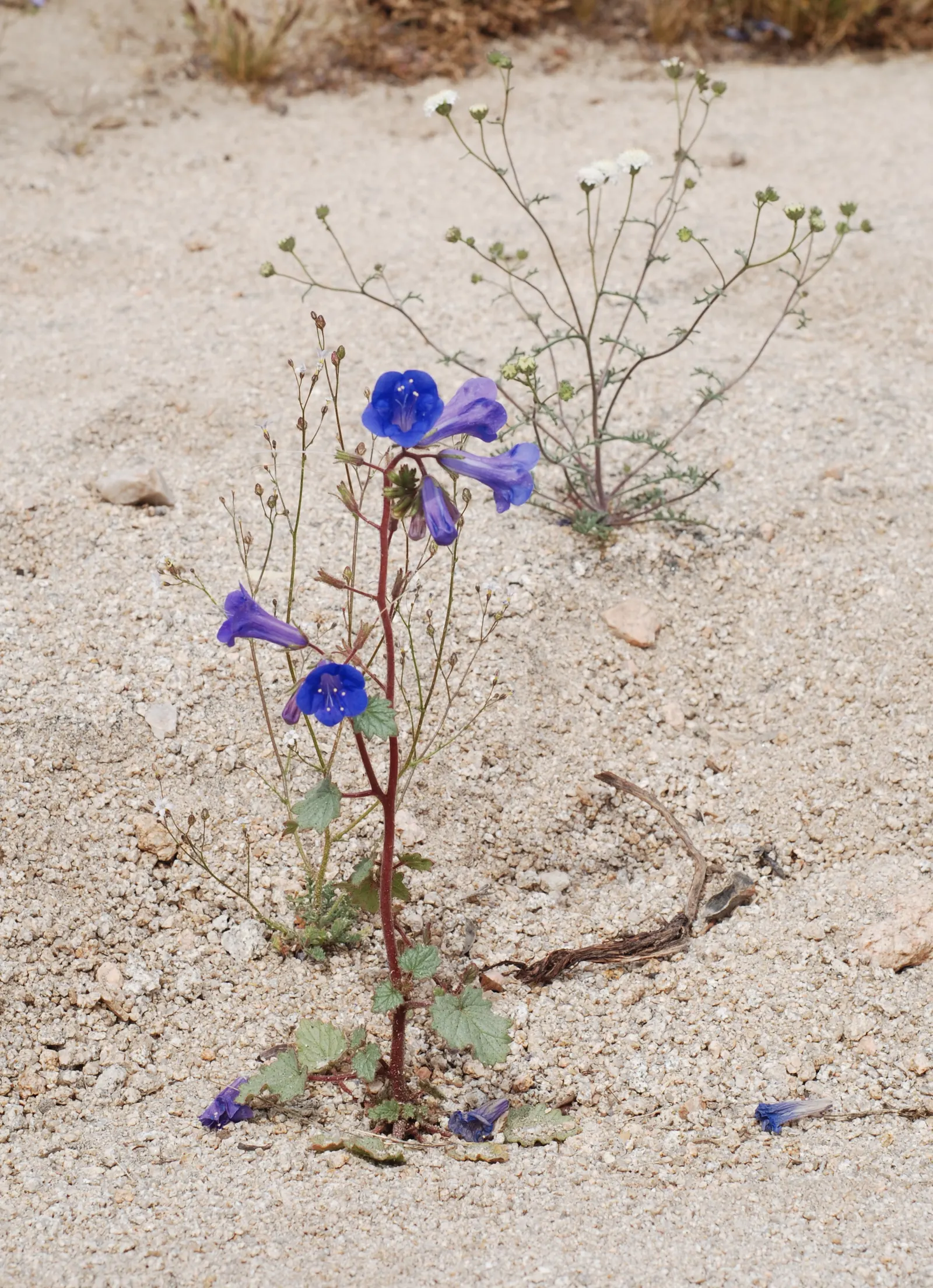 Desert Bluebells (Phacelia Companularia) — Native to the Mojave and Sonoran Deserts of California