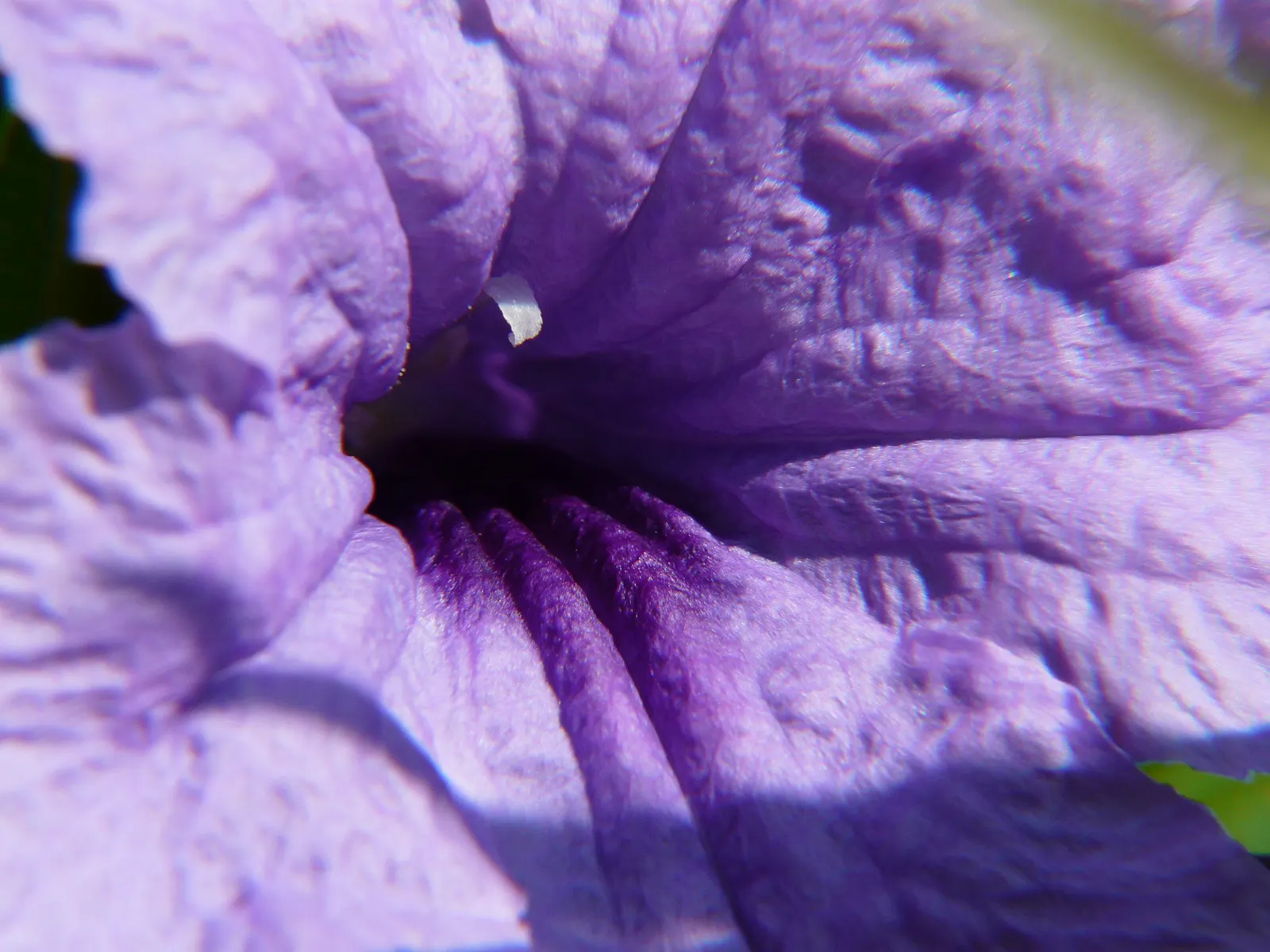 Desert Bluebells (Phacelia Companularia) — They flourish in full sun, reaching up to 12 inches tall with a spread of 10 inches