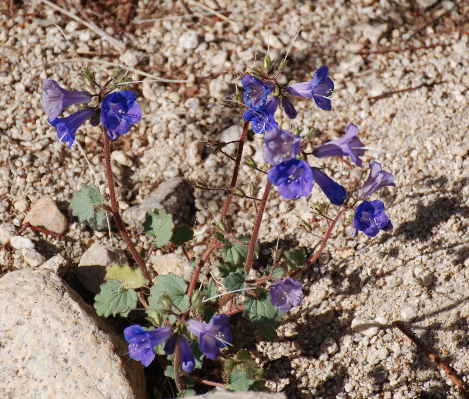 Desert Bluebells (Phacelia Companularia) — Desert Bluebells are highly tolerant of drought conditions once established