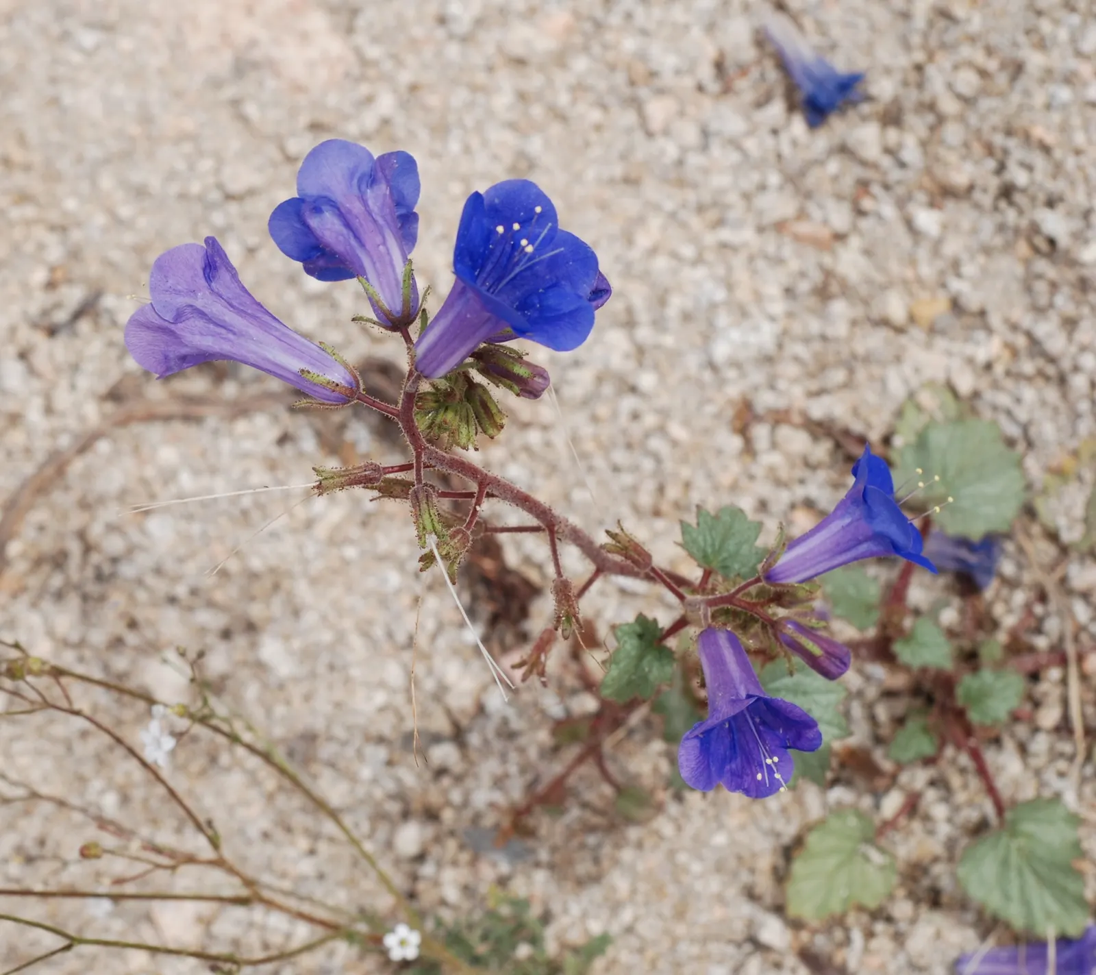 Desert Bluebells (Phacelia Companularia) — Desert Bluebells (Phacelia campanularia) are captivating annuals
