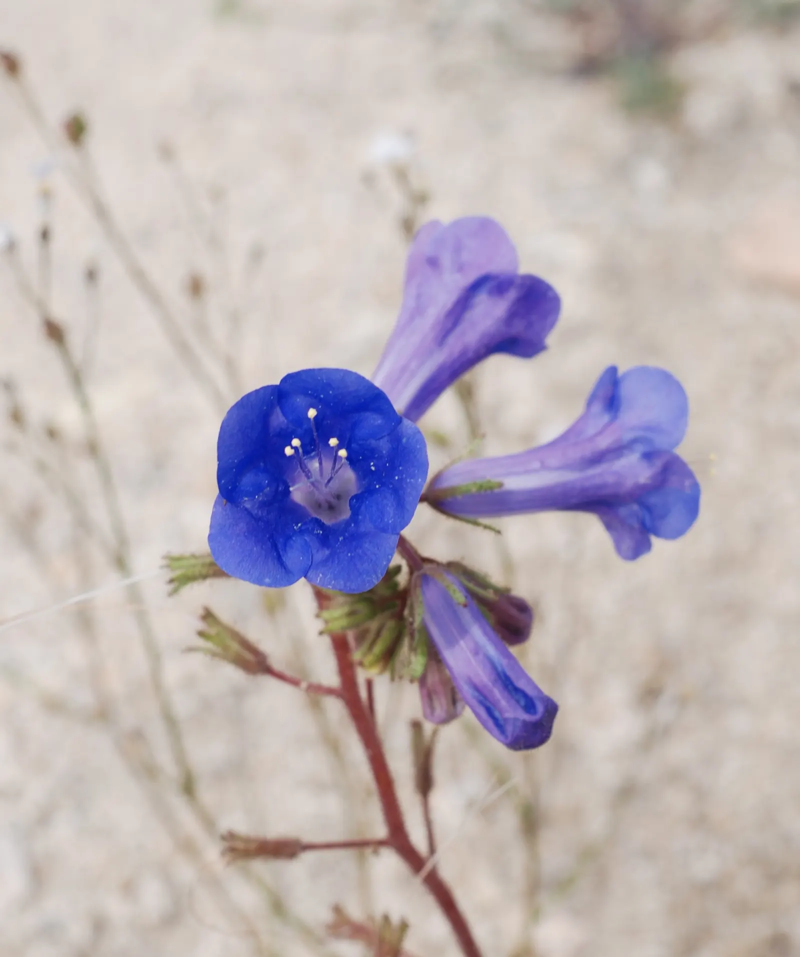 Desert Bluebells (Phacelia Companularia) — about an inch in diameter