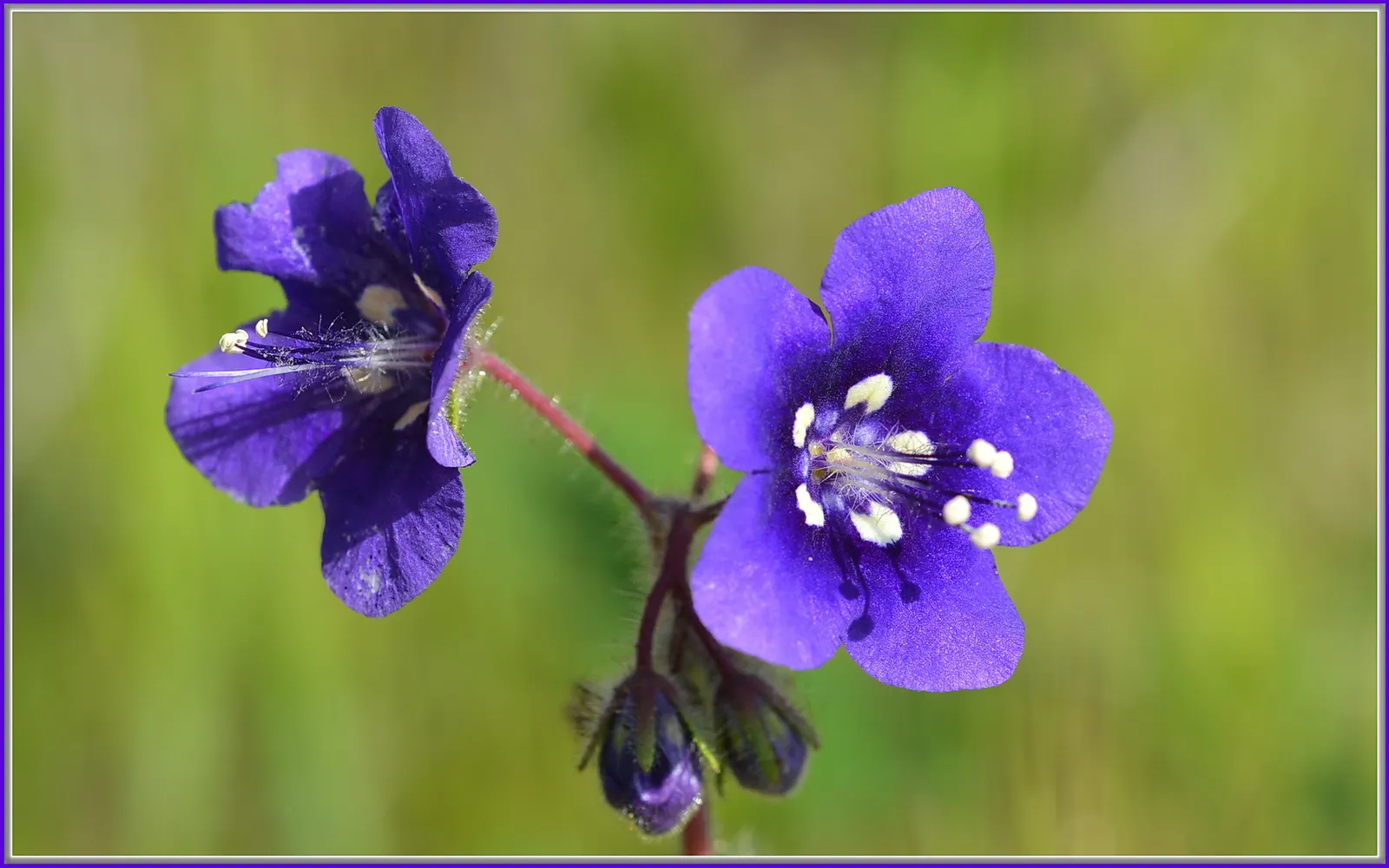 Desert Bluebells (Phacelia Companularia) — this annual is cherished for its intense cobalt-blue blossoms