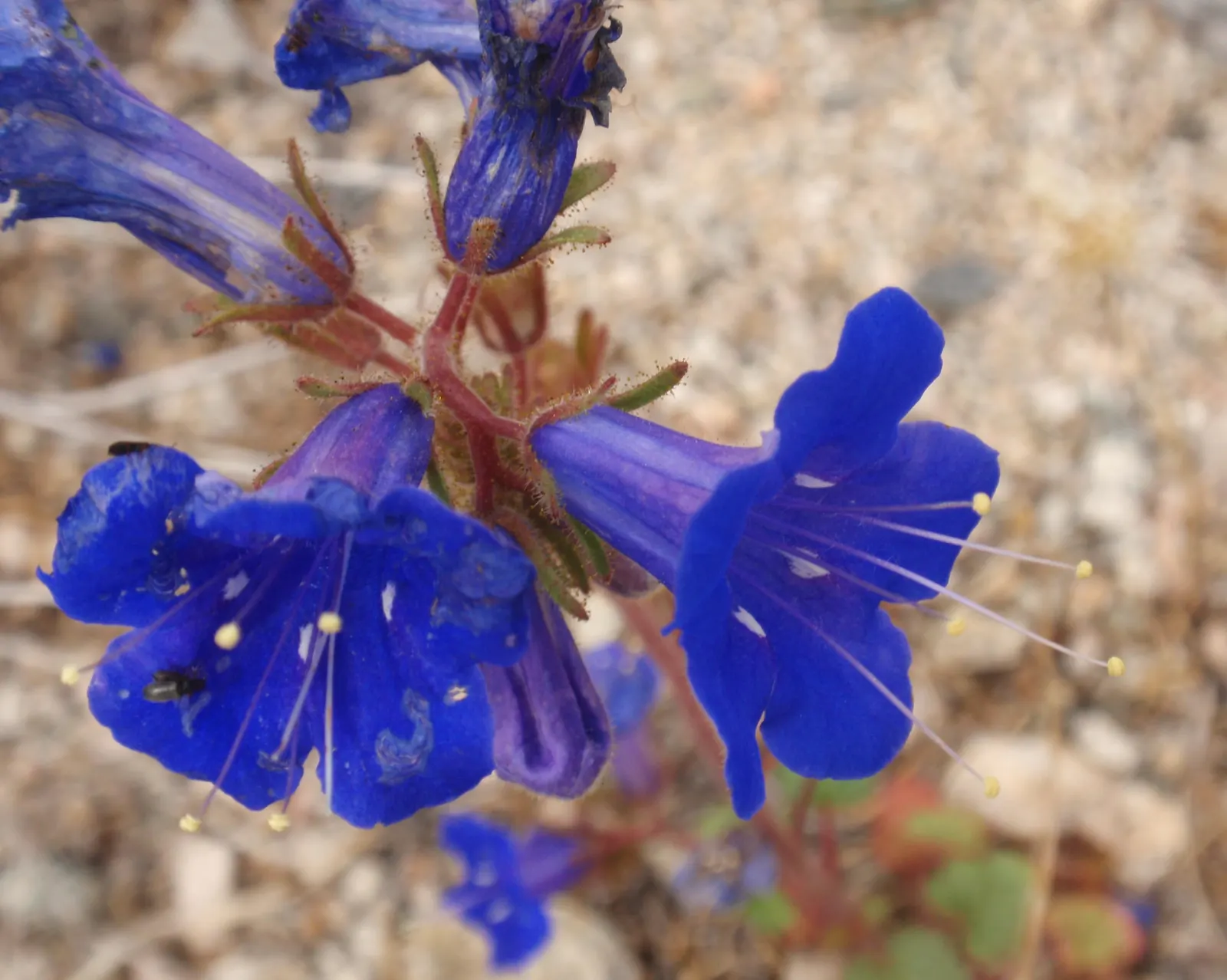 Desert Bluebells (Phacelia Companularia) — Phacelia campanularia flourishes under full sun exposure