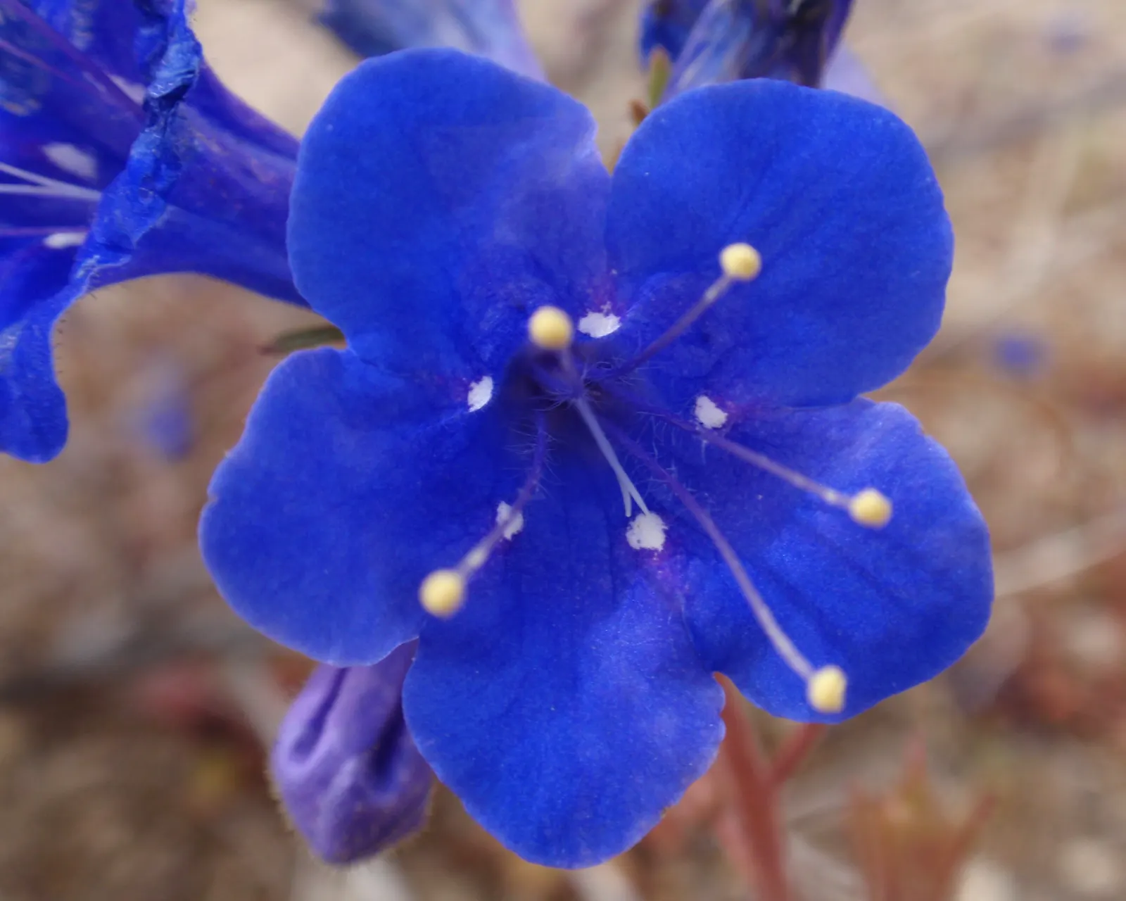 Desert Bluebells (Phacelia Companularia) — maturing to a height of approximately 8 to 20 inches and spreading up to 12 inches wide