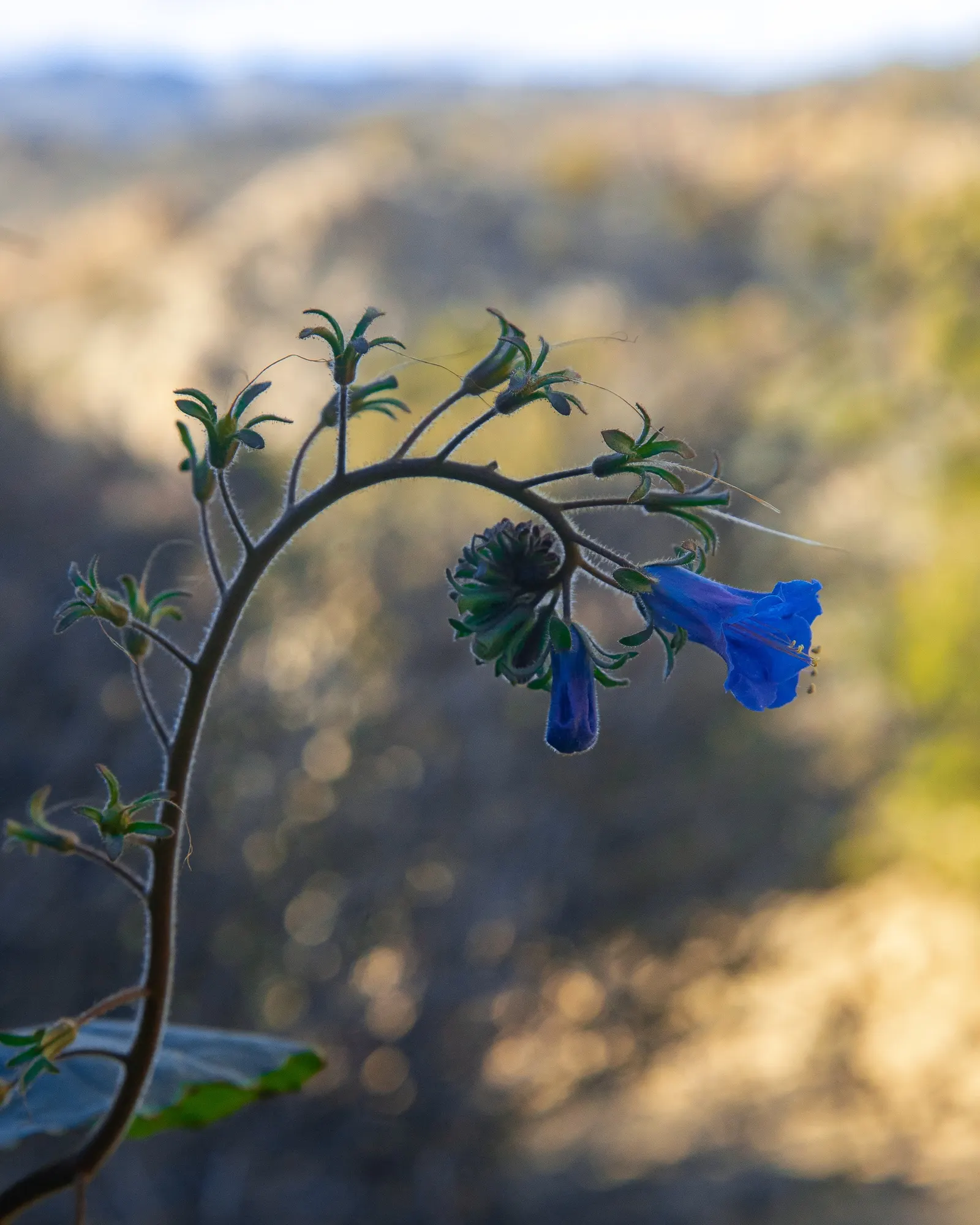Desert Bluebells (Phacelia Companularia) — are an enchanting choice for adding a splash of color to arid landscapes