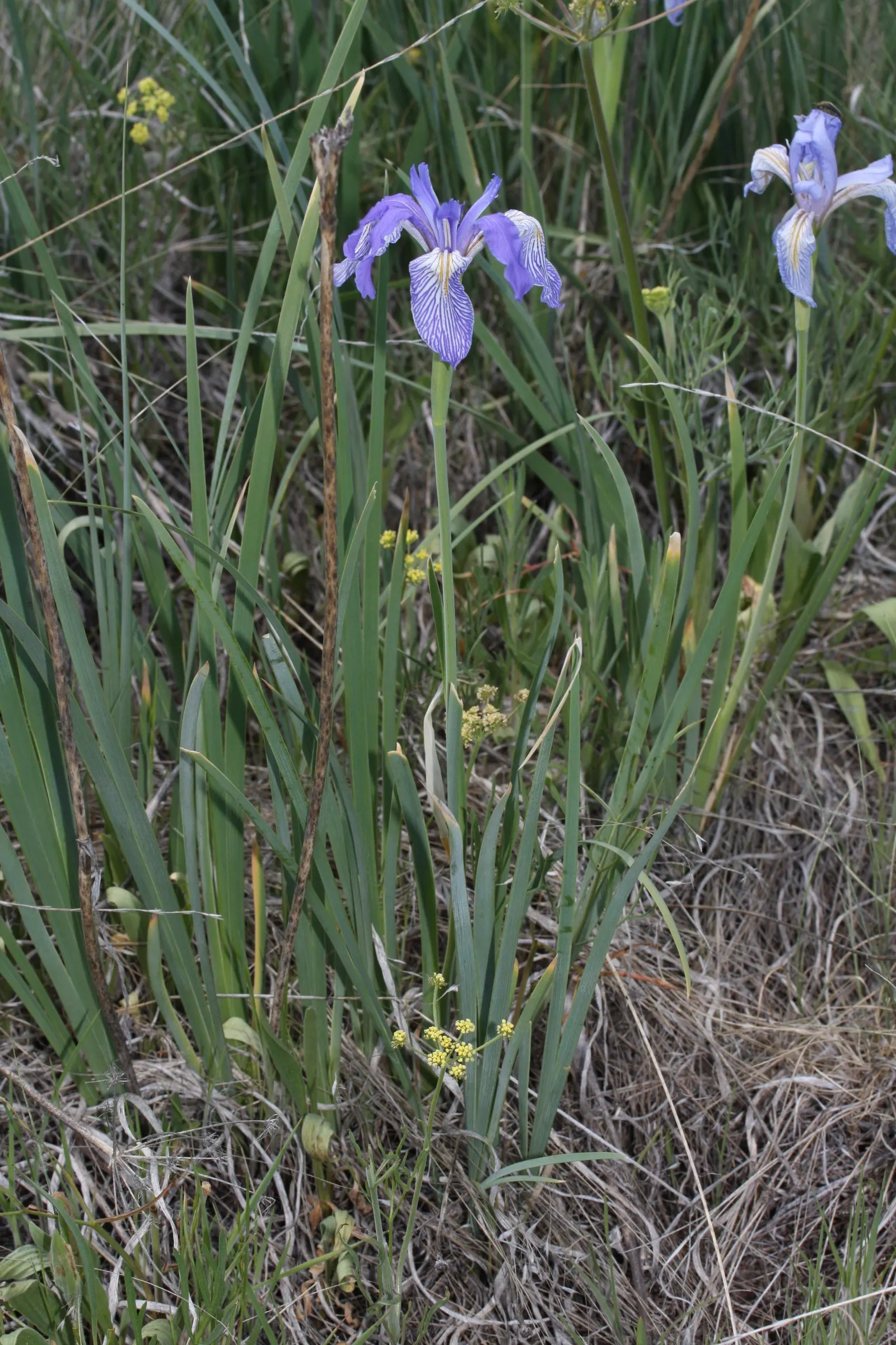 Spanish Iris (Iris Xiphium) — Thriving in full sun and well-drained soils; thriving in well-drained soils