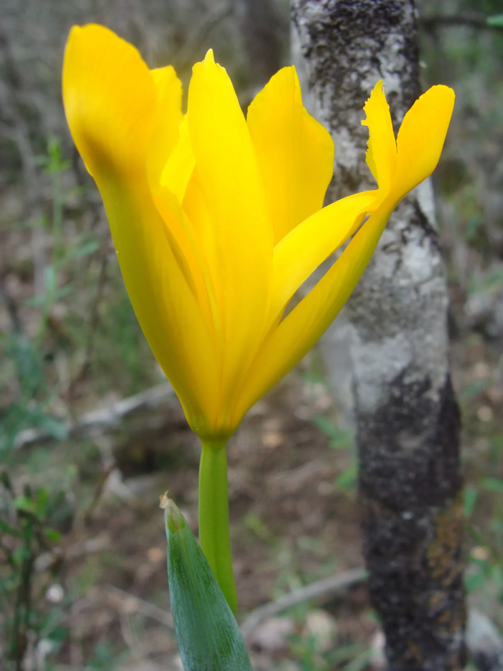 Spanish Iris (Iris Xiphium) — including various shades of blue; this perennial bulb requires minimal care once established