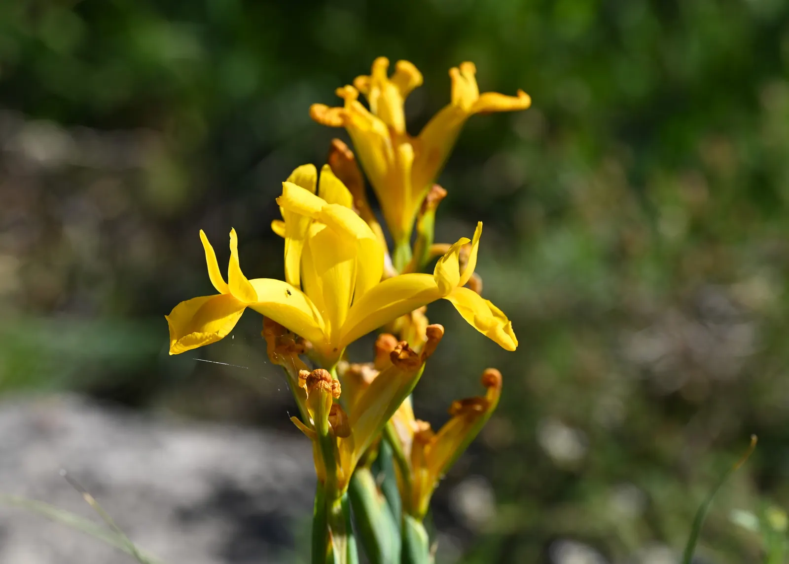 Spanish Iris (Iris Xiphium) — allowing a spacing of about 3 to 4 inches between each bulb to accommodate spread.<br><br>For optimal display; the Spanish Iris