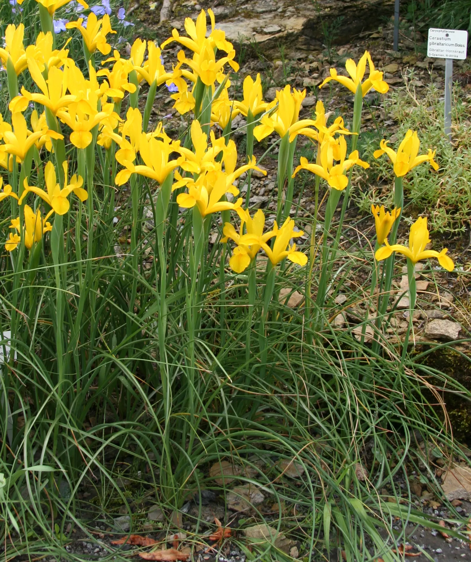 Spanish Iris (Iris Xiphium) — making it a captivating addition to any landscape design; perennial for full or half, image 69