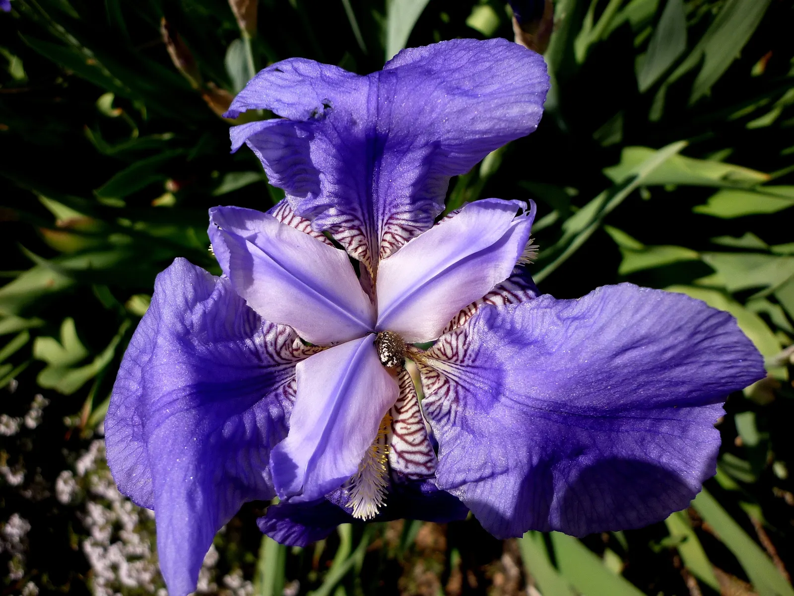 Spanish Iris (Iris Xiphium) — botanically known as Iris xiphium; which are very attractive to pollinators such as bees and butterflies.<br><br>As a, image 67