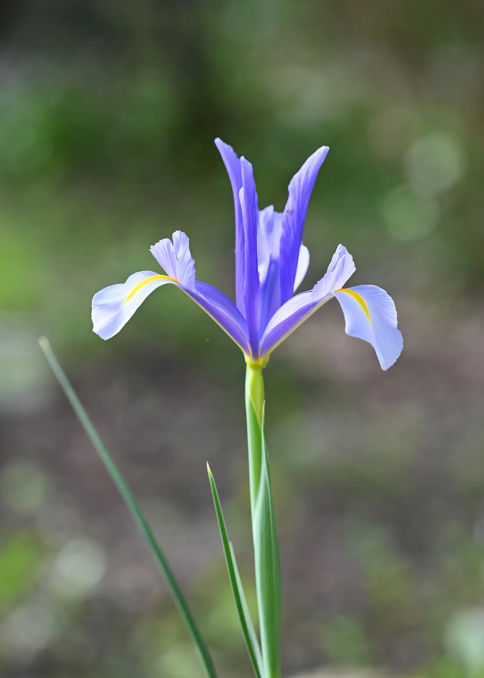 Spanish Iris (Iris Xiphium) — The bulbs should be planted at a depth of 4 to 5 inches in the fall; foliage should be left to die back naturally