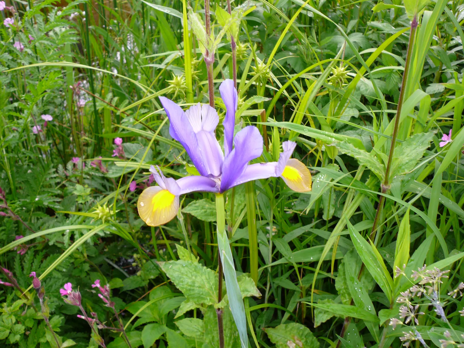 Spanish Iris (Iris Xiphium) — The Spanish Iris (Iris xiphium), standing 18-24 inches tall, is prized for its vibrant, orchid-like flowers
