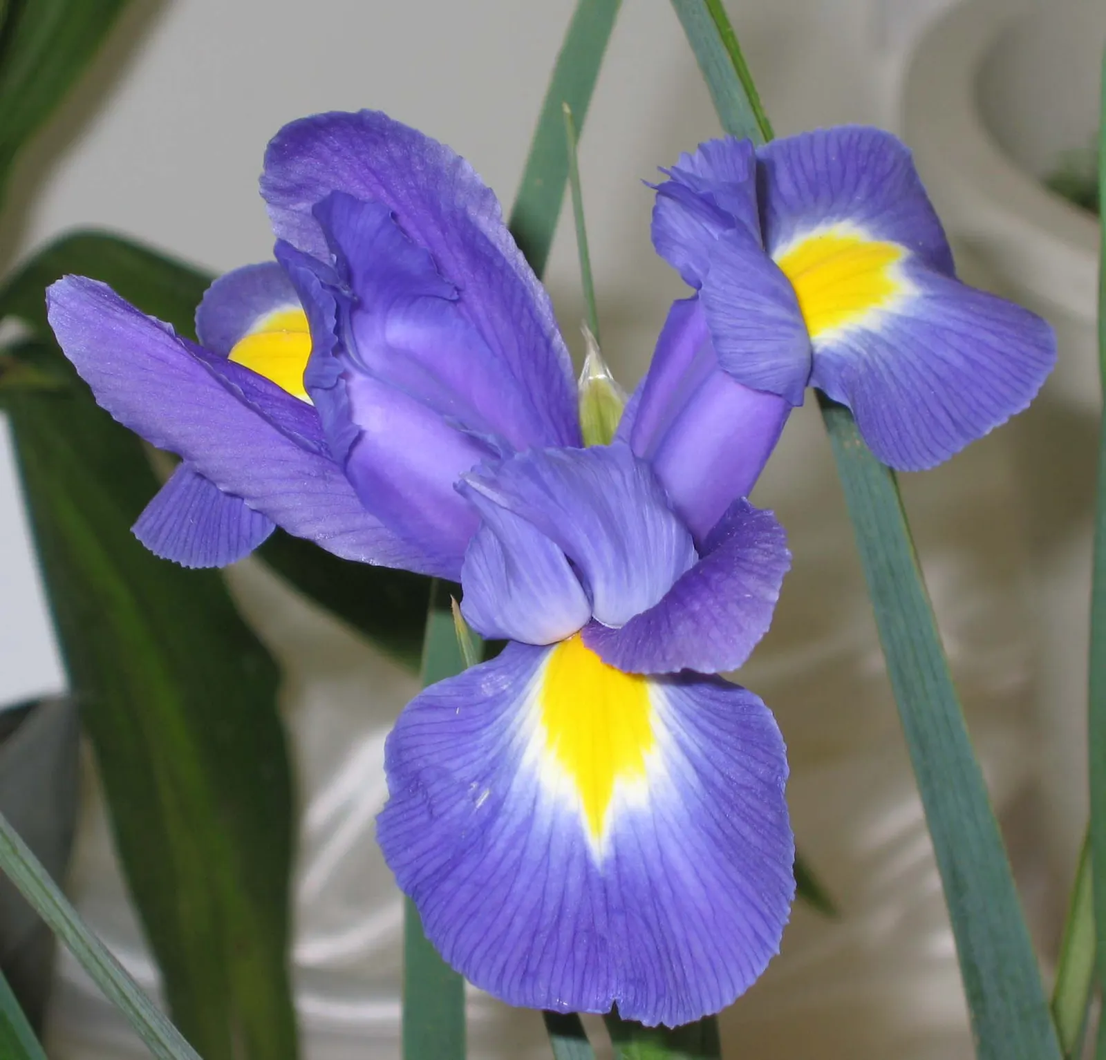 Spanish Iris (Iris Xiphium) — The Spanish Iris (Iris xiphium), standing 18-24 inches tall, is prized for its vibrant, orchid-like flowers; it's perfect for