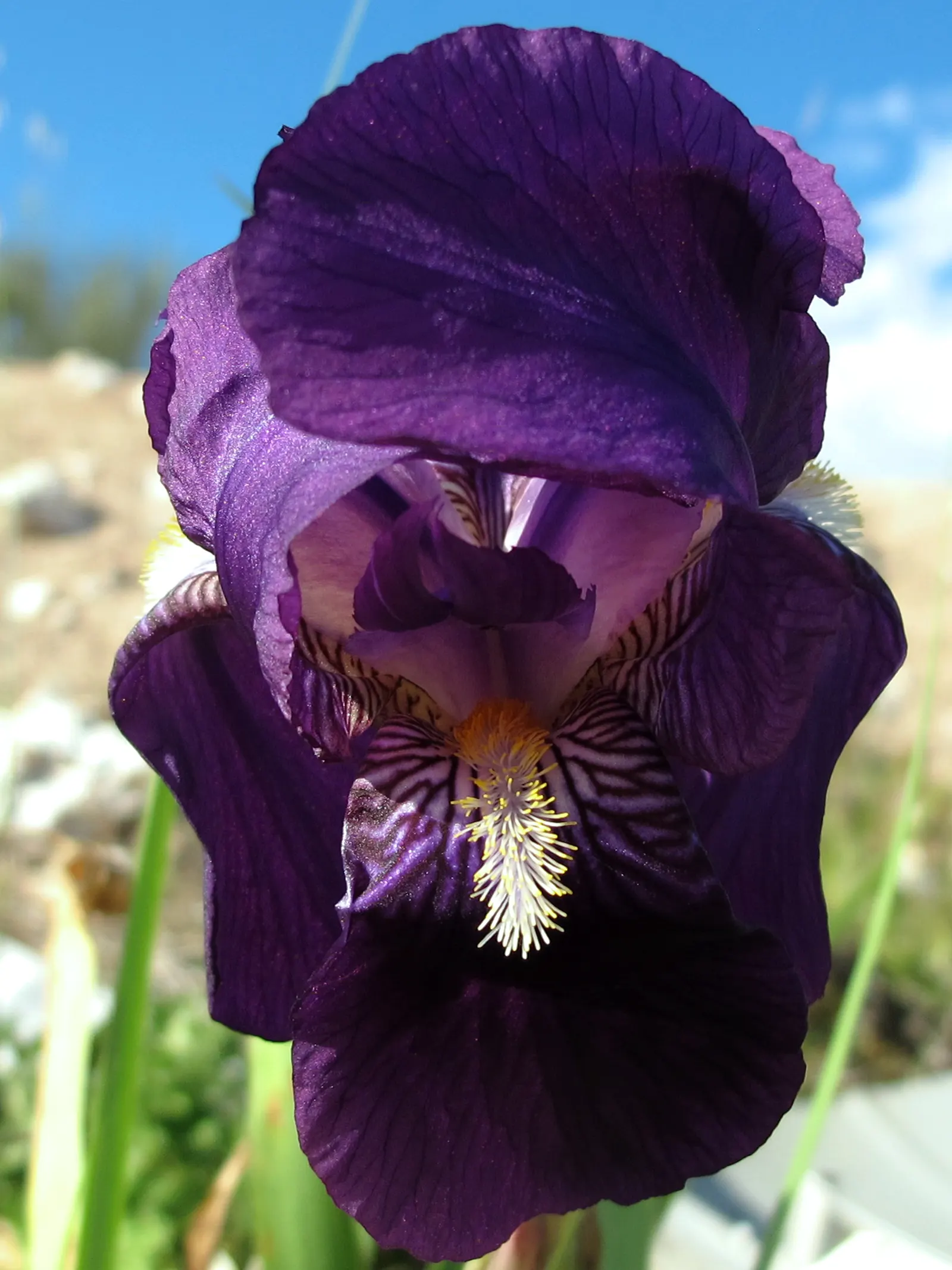 Spanish Iris (Iris Xiphium) — which are very attractive to pollinators such as bees and butterflies.<br><br>As a landscape architect; its, image 76