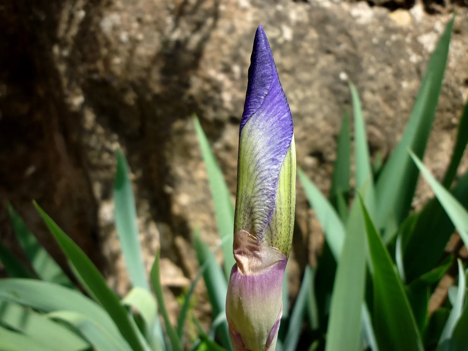 Spanish Iris (Iris Xiphium) — thus it fits well in xeriscaping designs or low-water regions; one should note that Iris xiphium prefers full sun to partial shade