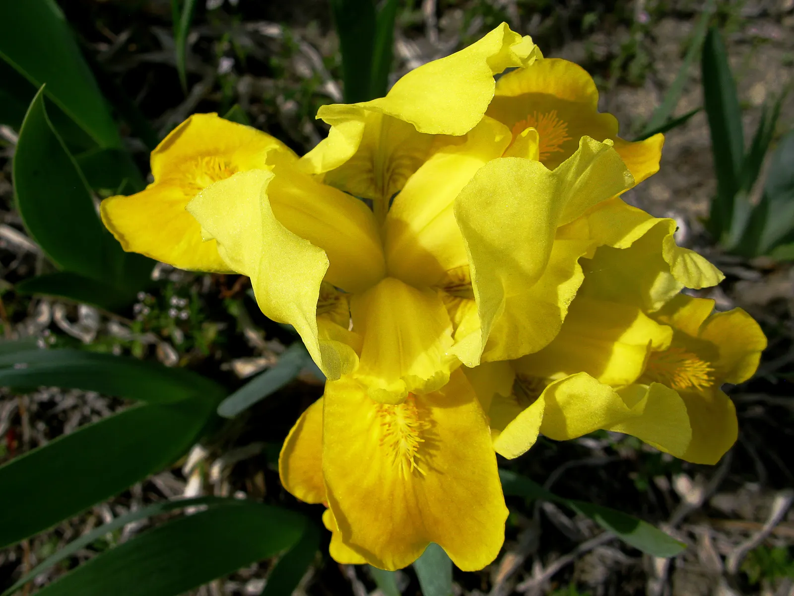 Spanish Iris (Iris Xiphium) — Thriving in full sun and well-drained soils; thriving in well-drained soils, image 63