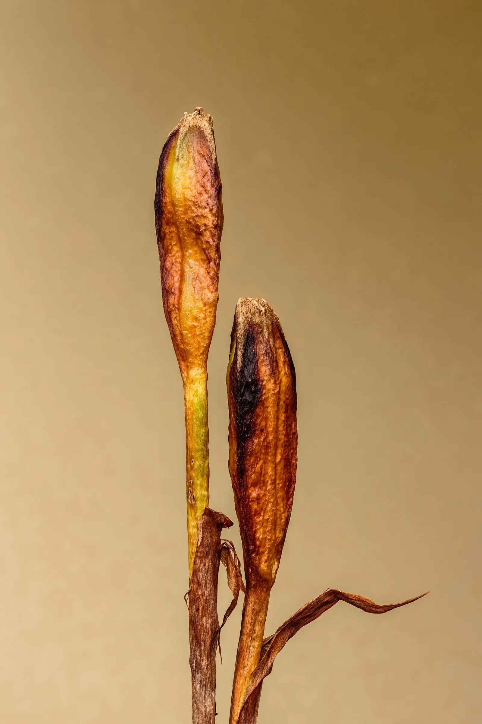 Spanish Iris (Iris Xiphium) — Implementing the Spanish Iris can provide a low-maintenance yet visually striking element to garden designs