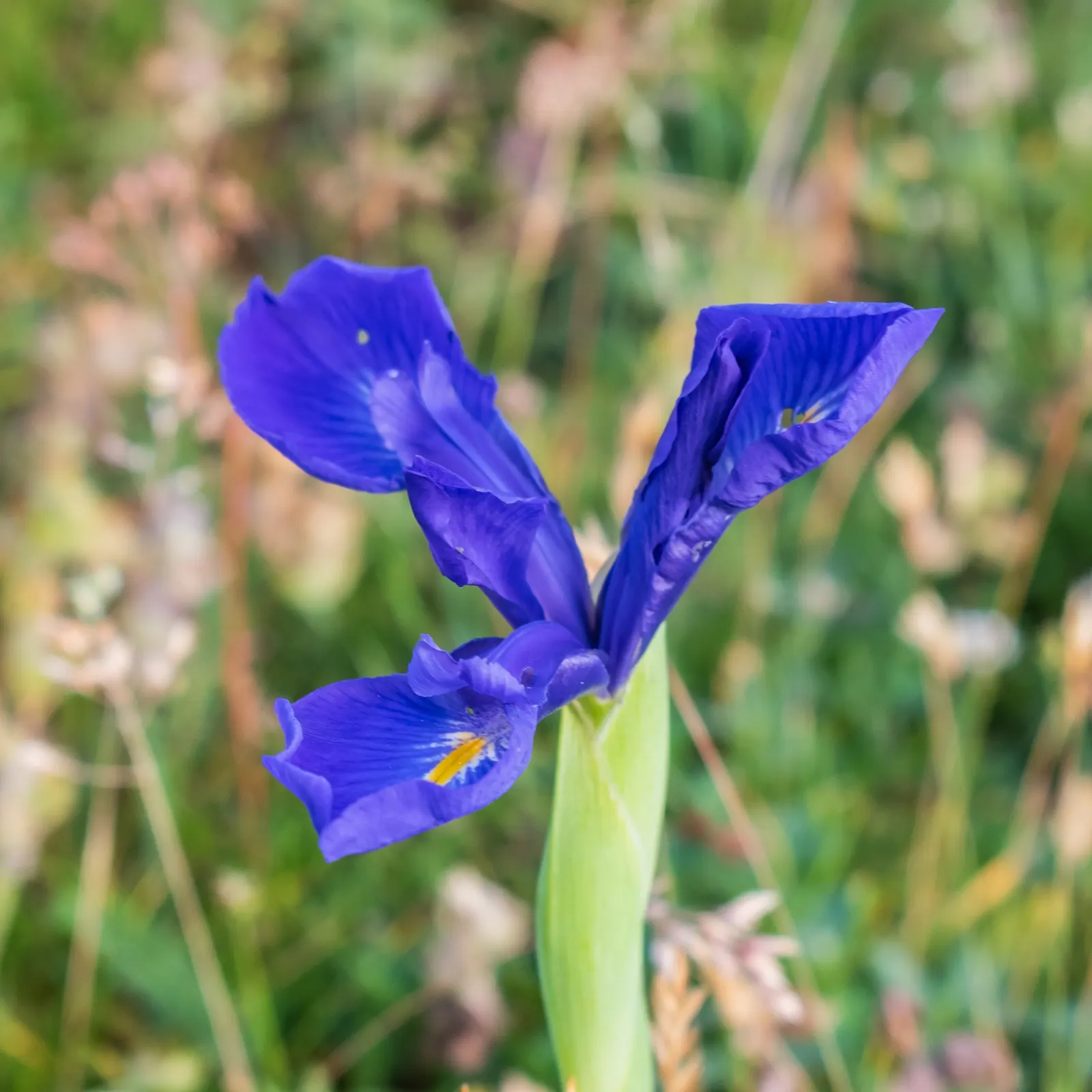 Spanish Iris (Iris Xiphium) — which are very attractive to pollinators such as bees and butterflies.<br><br>As a landscape architect