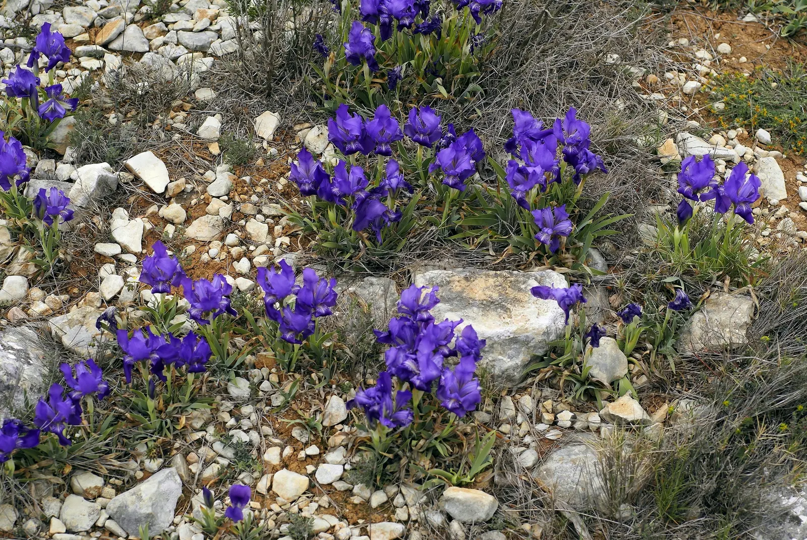 Spanish Iris (Iris Xiphium) — botanically known as Iris xiphium; which are very attractive to pollinators such as bees and butterflies.<br><br>As a, image 97