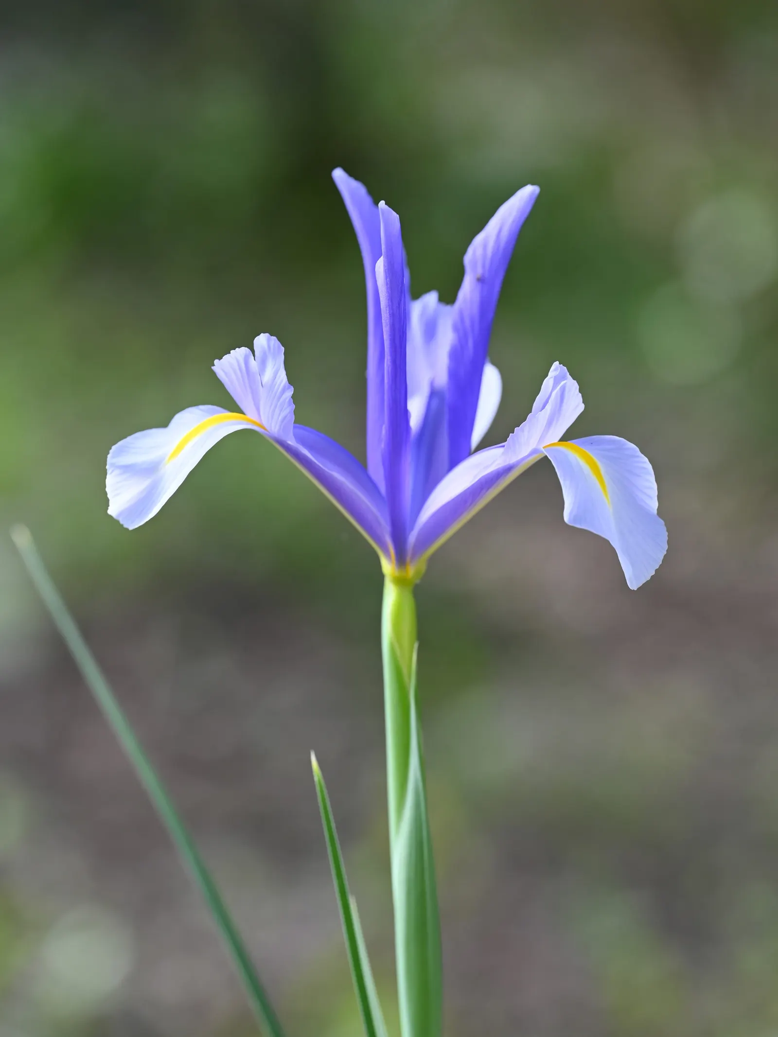 Spanish Iris (Iris Xiphium) — The Spanish Iris (Iris xiphium), standing 18-24 inches tall, is prized for its vibrant, orchid-like flowers; it's, image 61