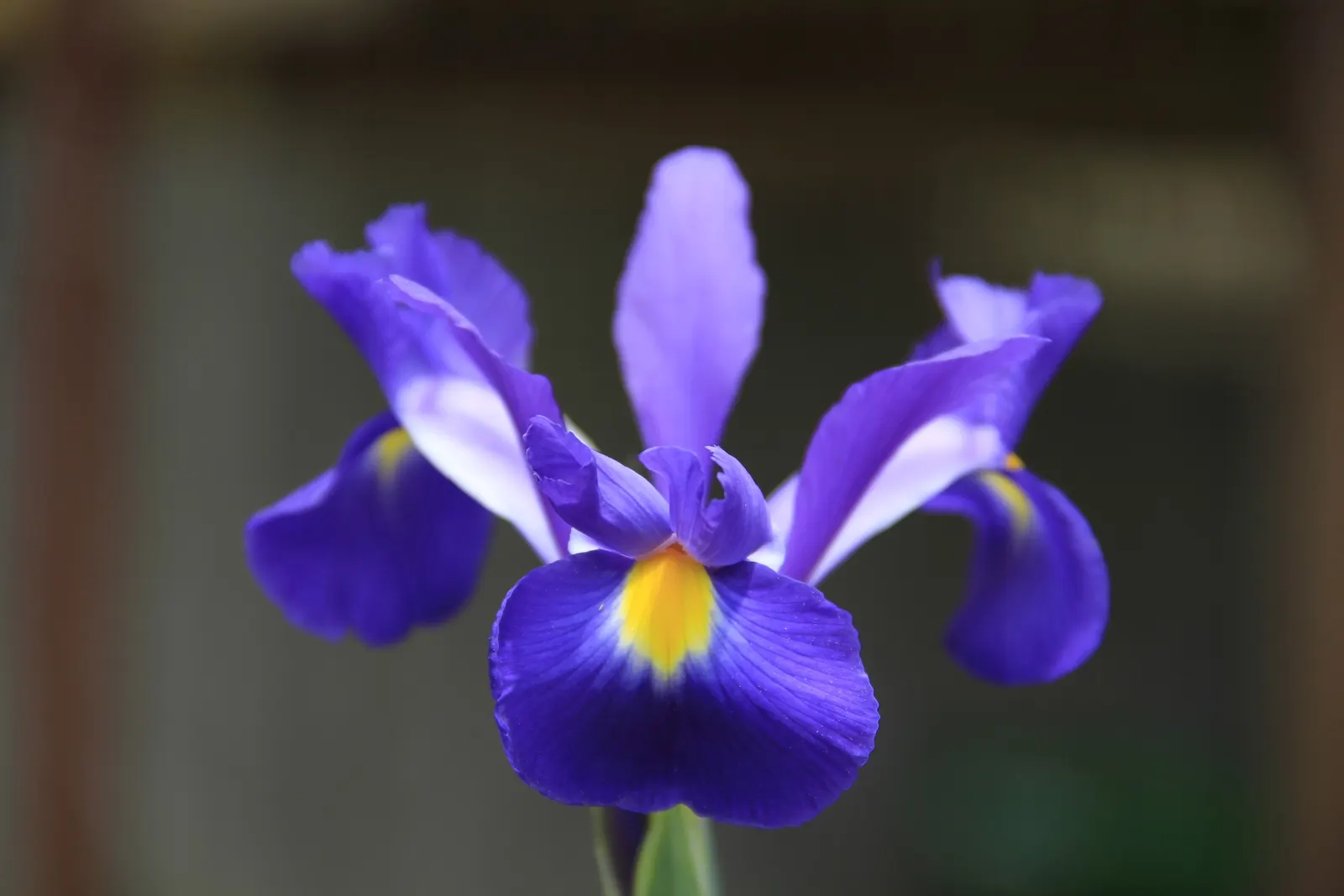 Spanish Iris (Iris Xiphium) — These blossoms come in a vibrant palette of colors
