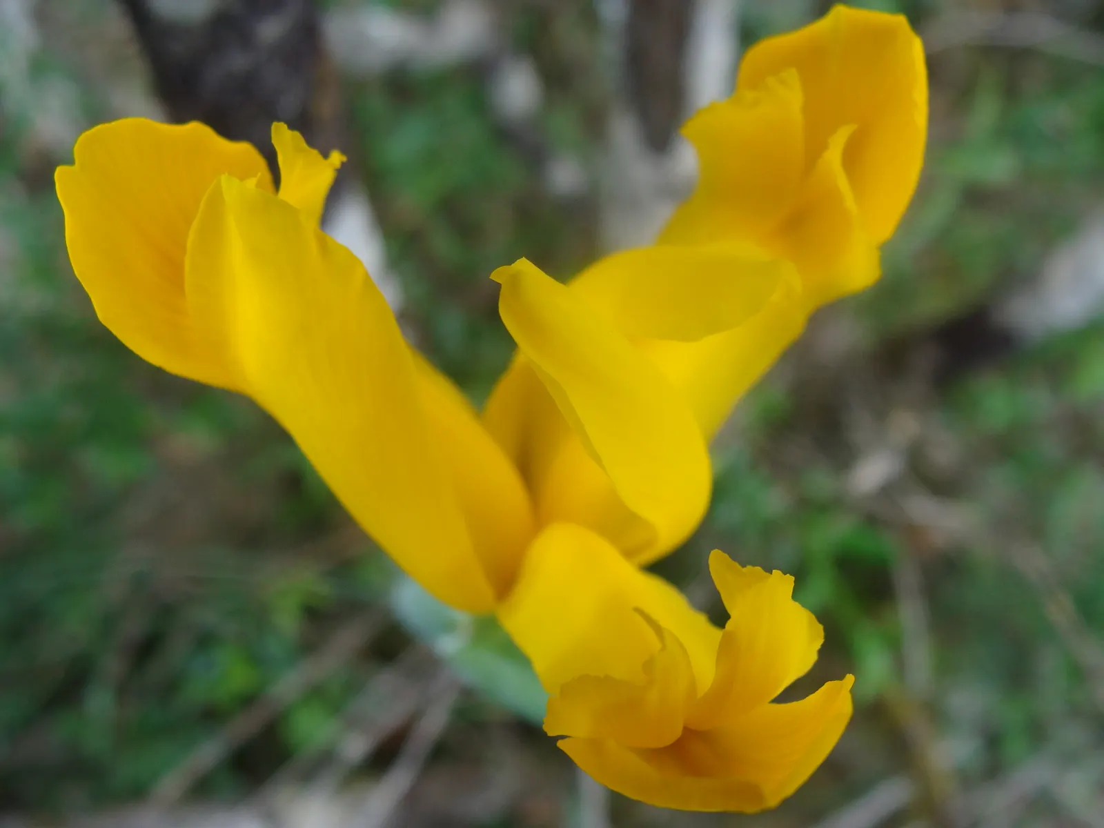 Spanish Iris (Iris Xiphium) — Thriving in full sun and well-drained soils