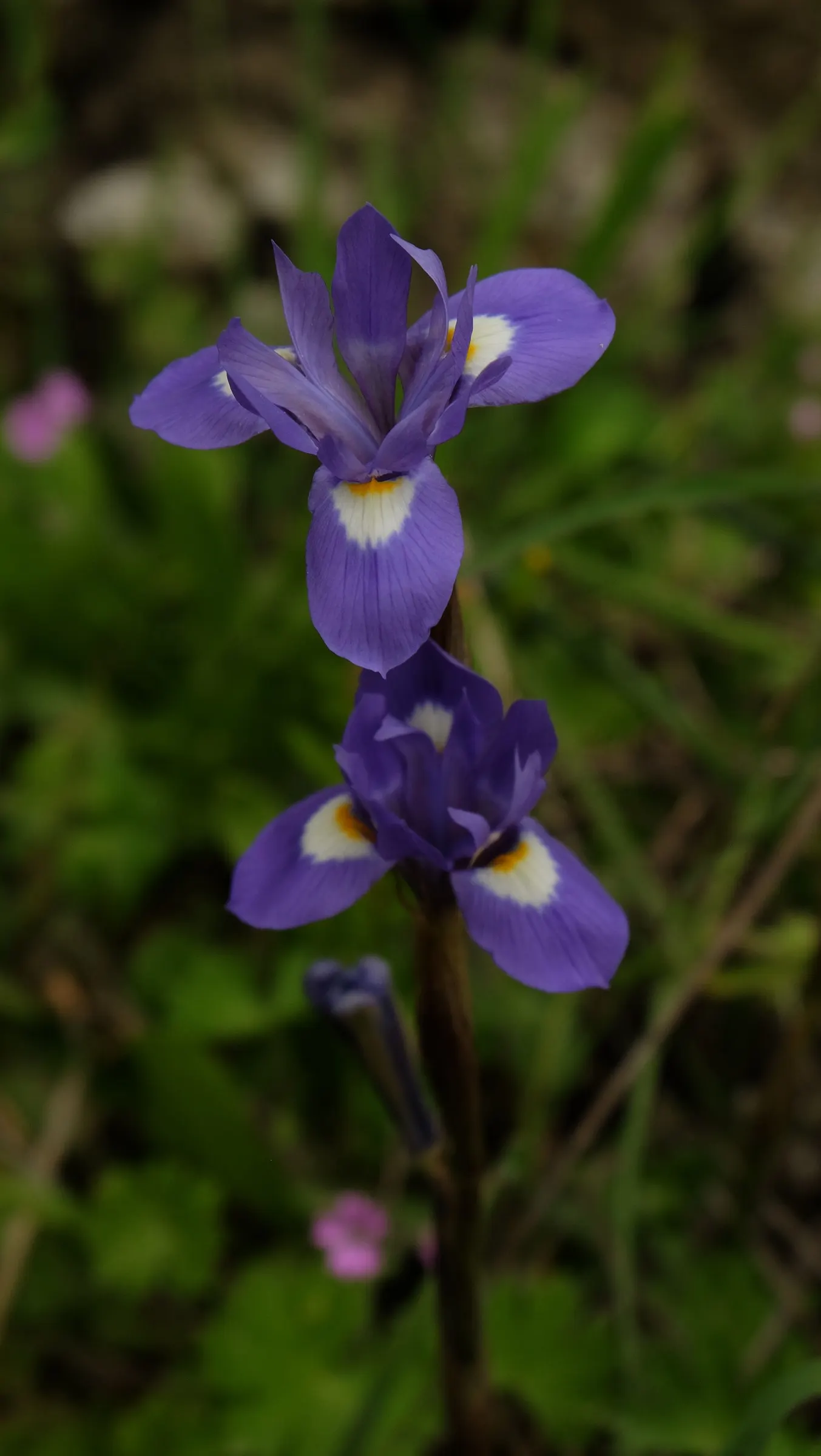 Spanish Iris (Iris Xiphium) — making it a captivating addition to any landscape design; perennial for full or half