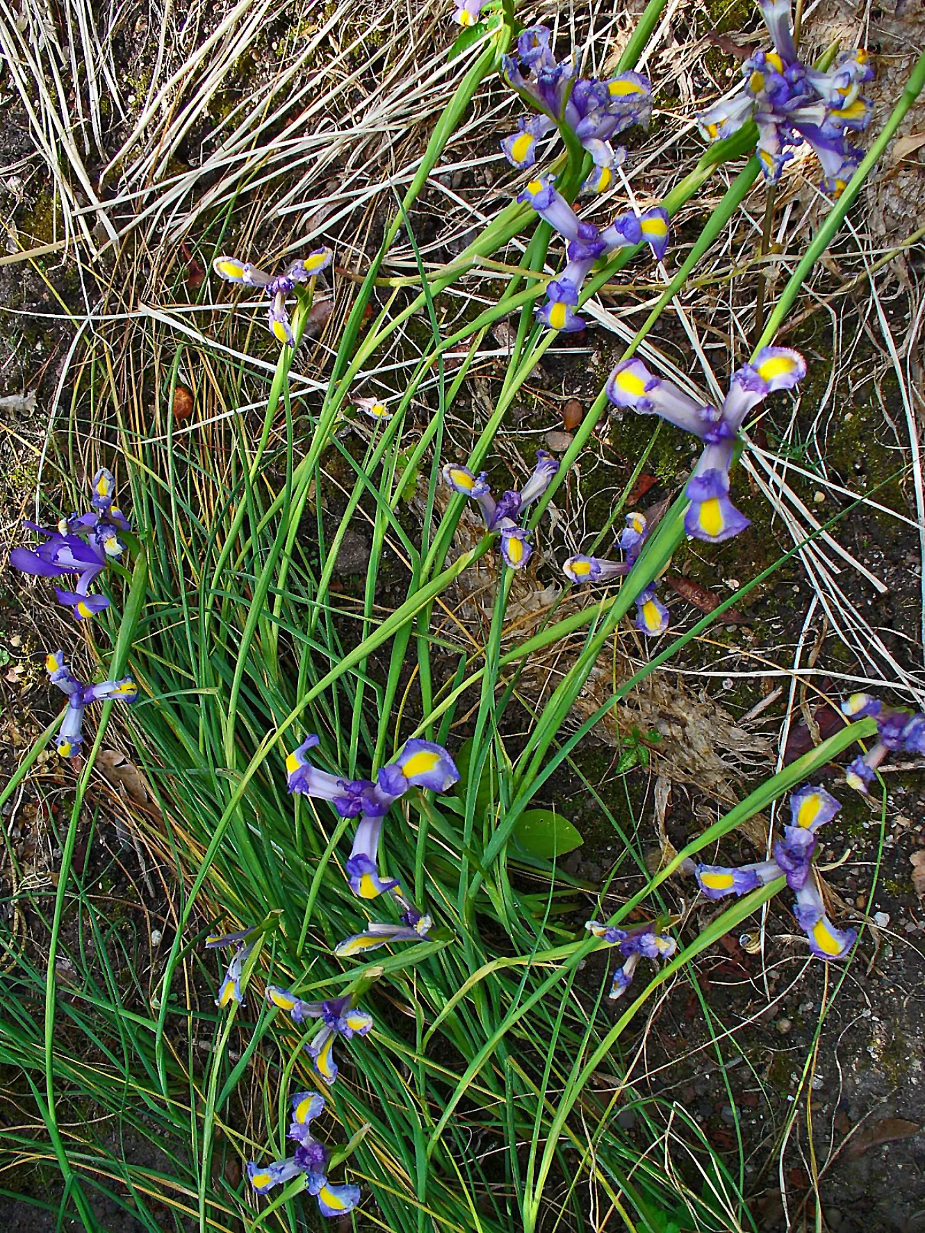 Spanish Iris (Iris Xiphium) — perennial with multi-colored and purple blooms; thus it fits well in xeriscaping designs or low-water regions, image 89