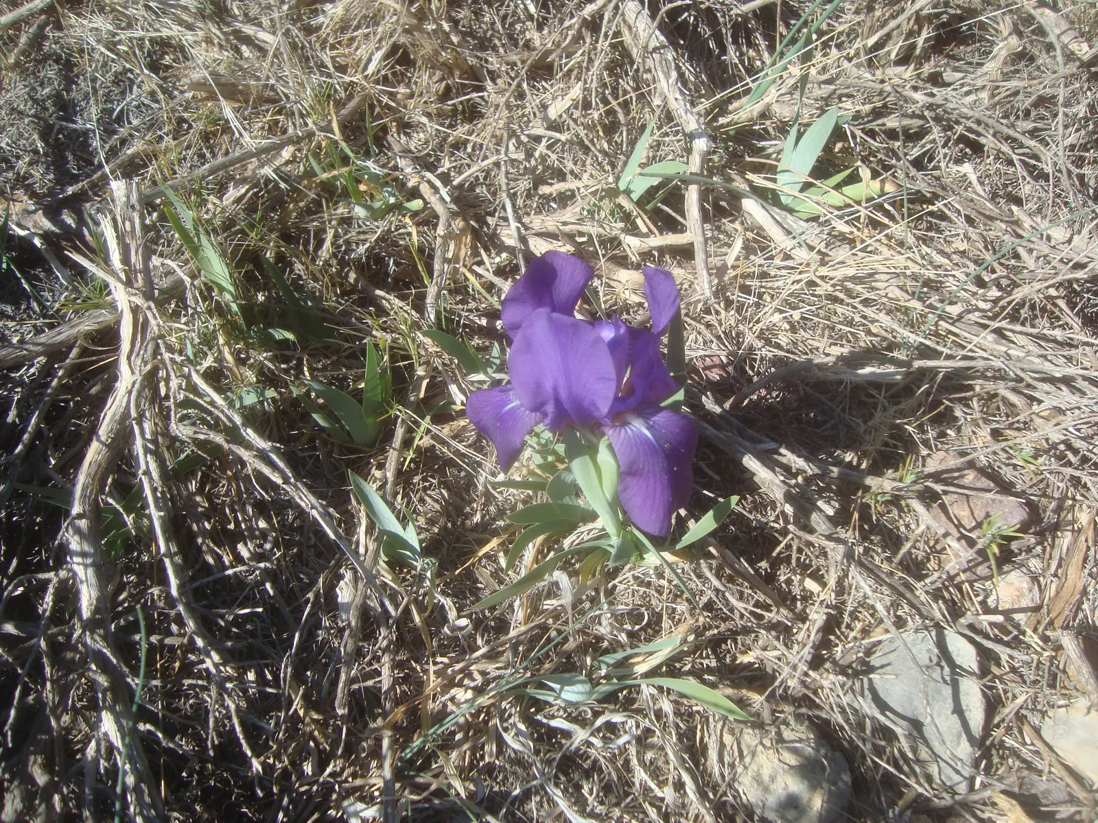 Spanish Iris (Iris Xiphium) — this perennial bulb requires minimal care once established; displaying hues of purple, blue, yellow, or white, each, image 95