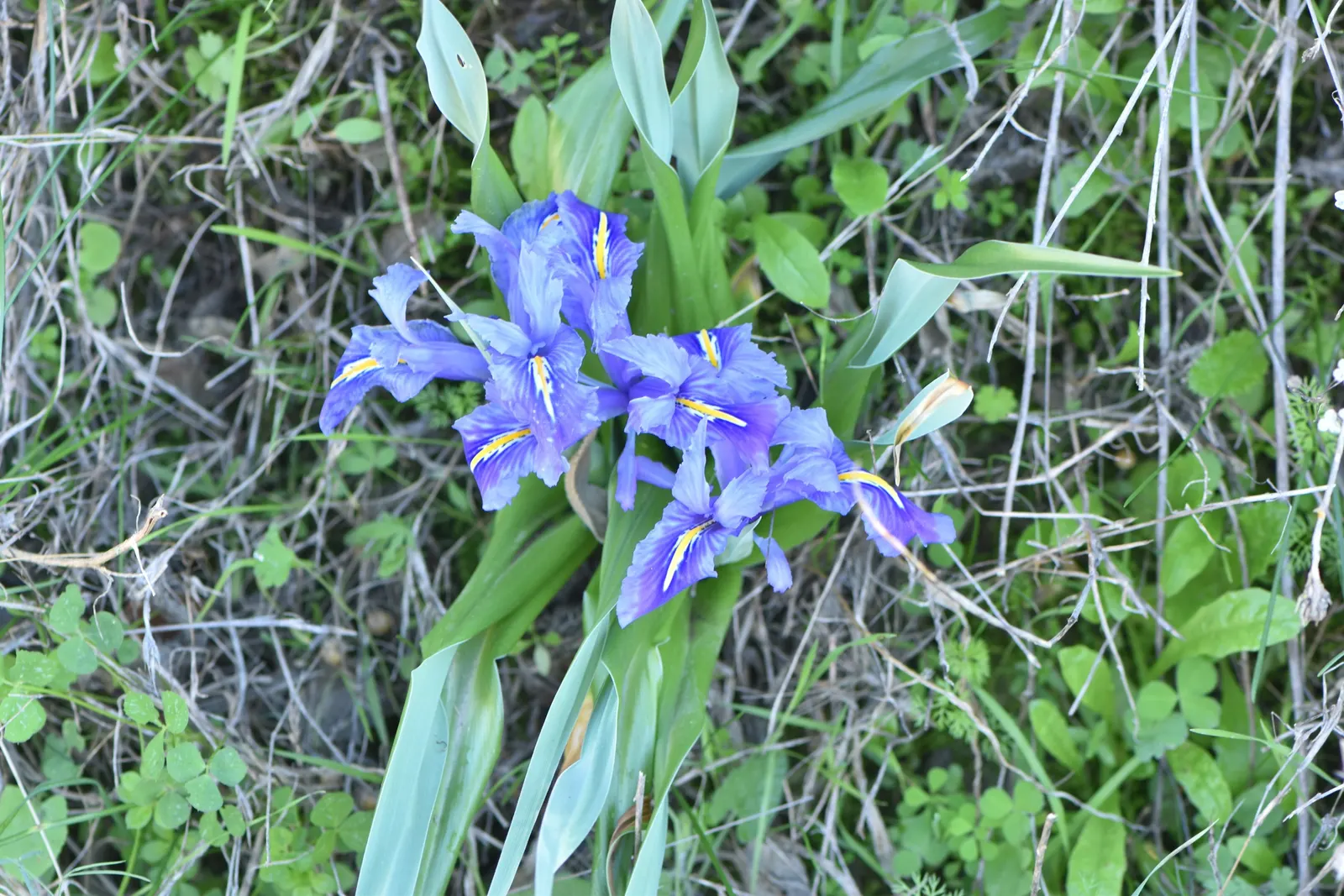 Spanish Iris (Iris Xiphium) — perennial with multi-colored and purple blooms