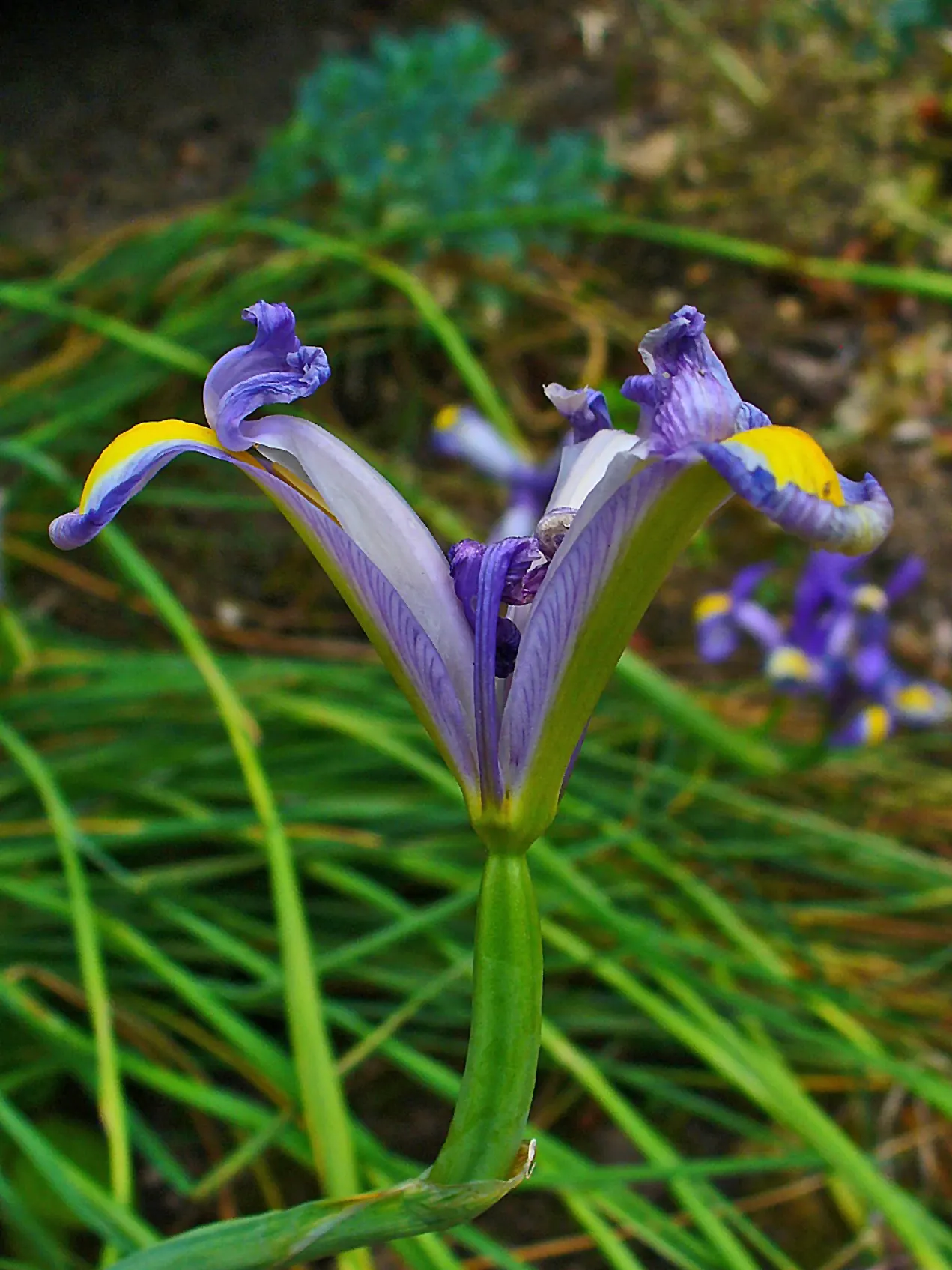 Spanish Iris (Iris Xiphium) — including various shades of blue; this perennial bulb requires minimal care once established, image 74