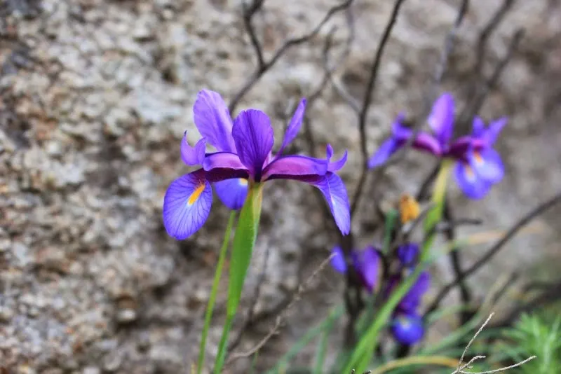 Spanish Iris (Iris Xiphium) — often with intricate veining or markings
