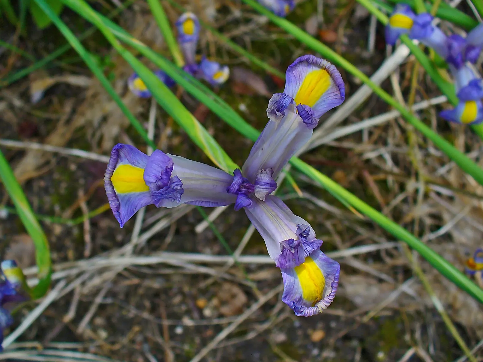 Spanish Iris (Iris Xiphium) — this perennial bulb requires minimal care once established; displaying hues of purple, blue, yellow, or white, each, image 65