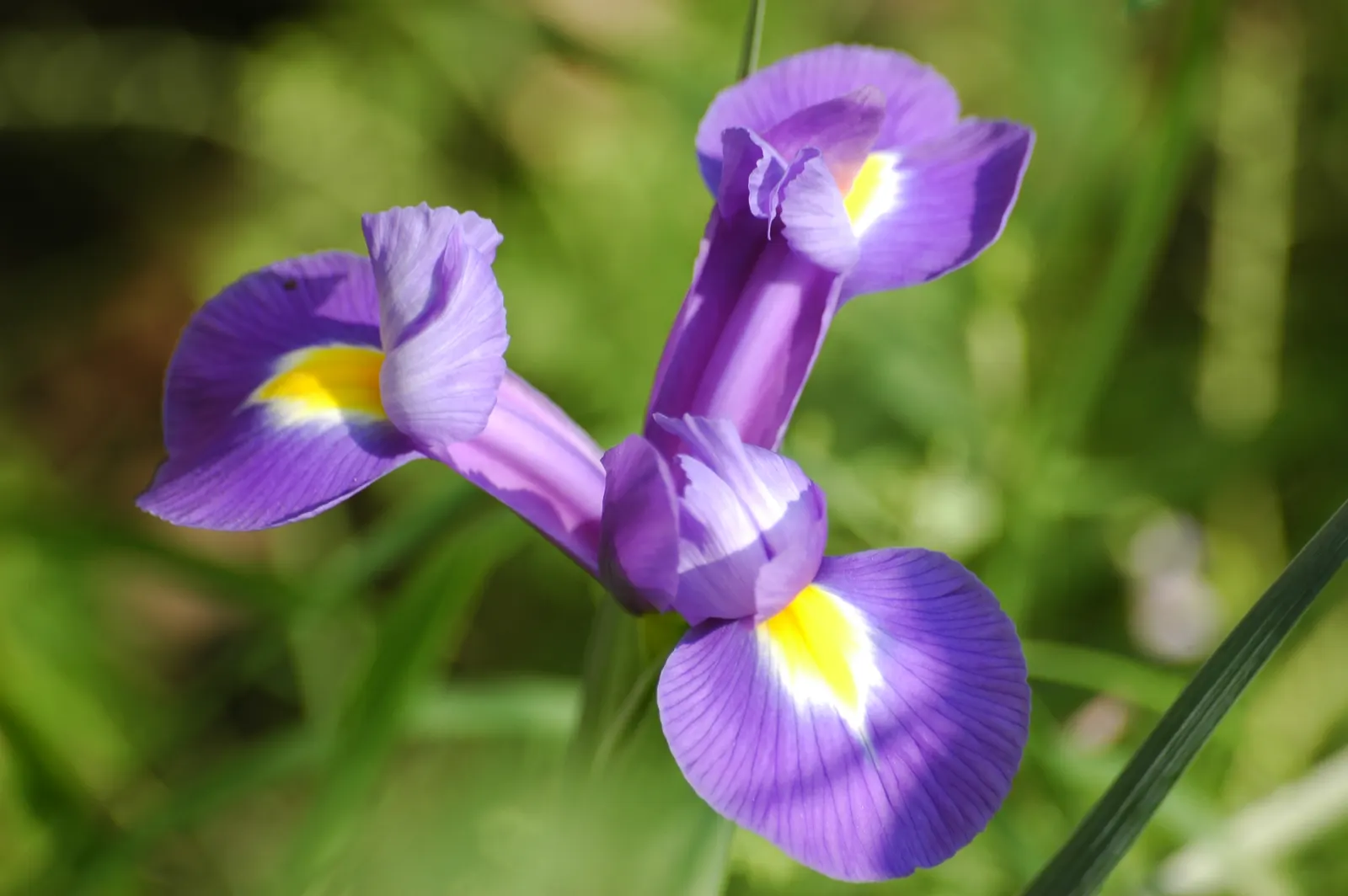 Spanish Iris (Iris Xiphium) — it's perfect for adding a splash of Mediterranean charm to beds and borders; allowing the plant to gather energy for, image 64