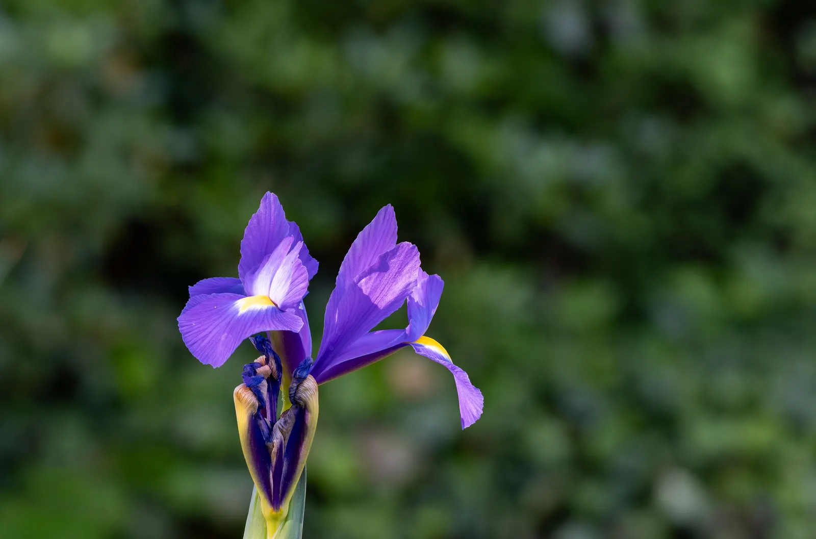 Spanish Iris (Iris Xiphium) — often with intricate veining or markings; showy flowers that can span approximately 2 to 3 inches across