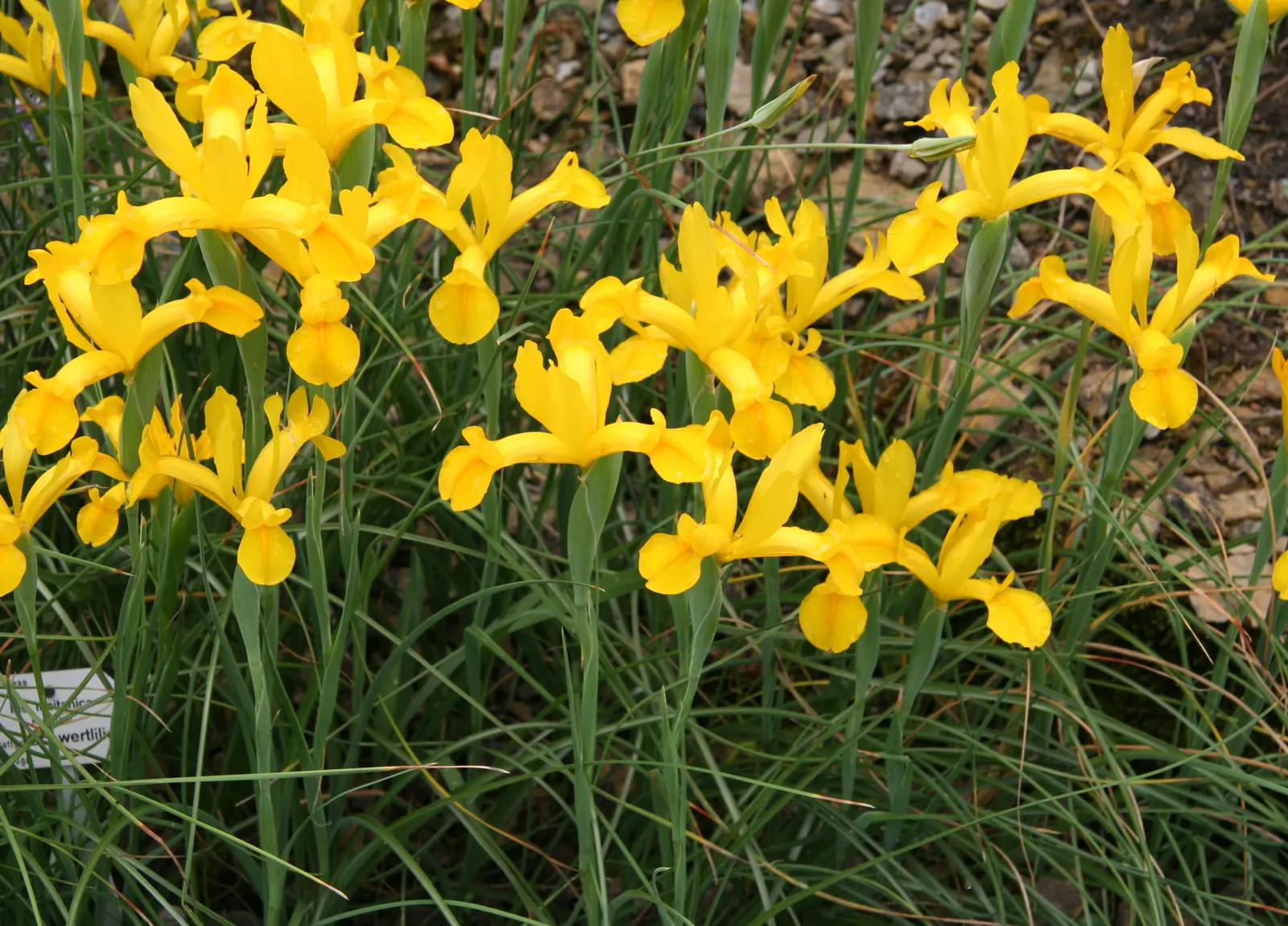 Spanish Iris (Iris Xiphium) — thriving in well-drained soils; thriving in full sun and well-drained soils, image 78