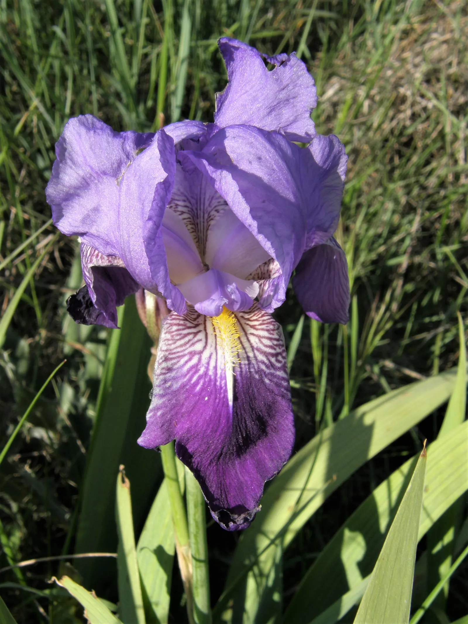 Spanish Iris (Iris Xiphium) — They also work beautifully when interspersed with late-spring bulbs or perennial companions; is a bulbous perennial, image 83