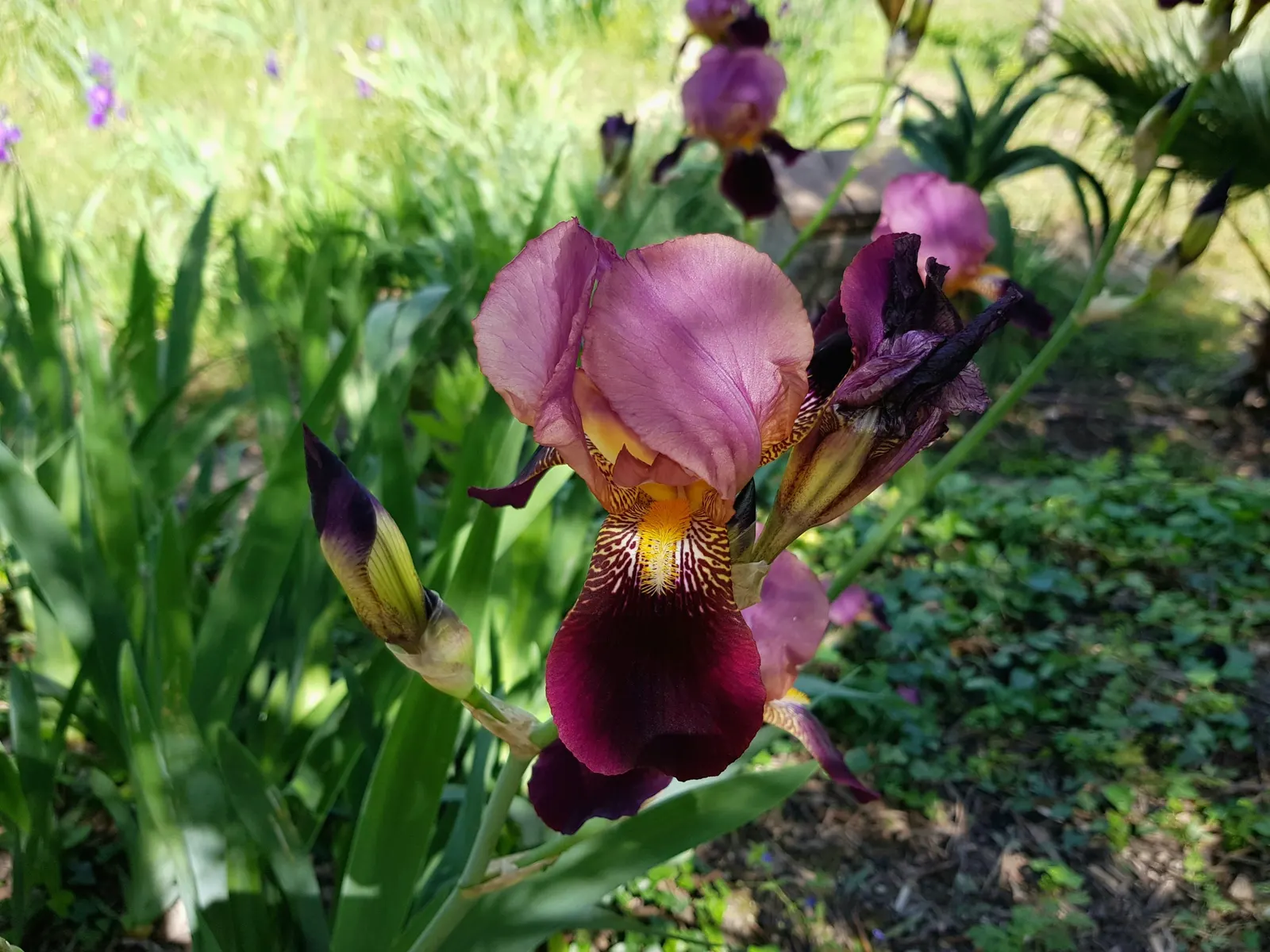 Spanish Iris (Iris Xiphium) — allowing a spacing of about 3 to 4 inches between each bulb to accommodate spread.<br><br>For optimal display
