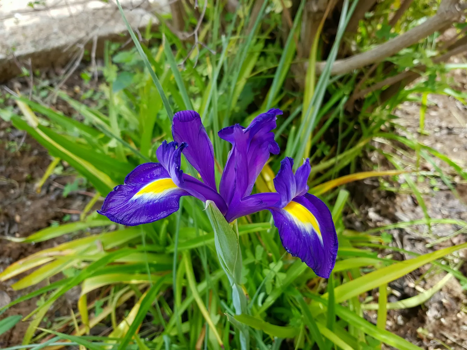 Spanish Iris (Iris Xiphium) — is a bulbous perennial renowned for its striking blooms and ease of care