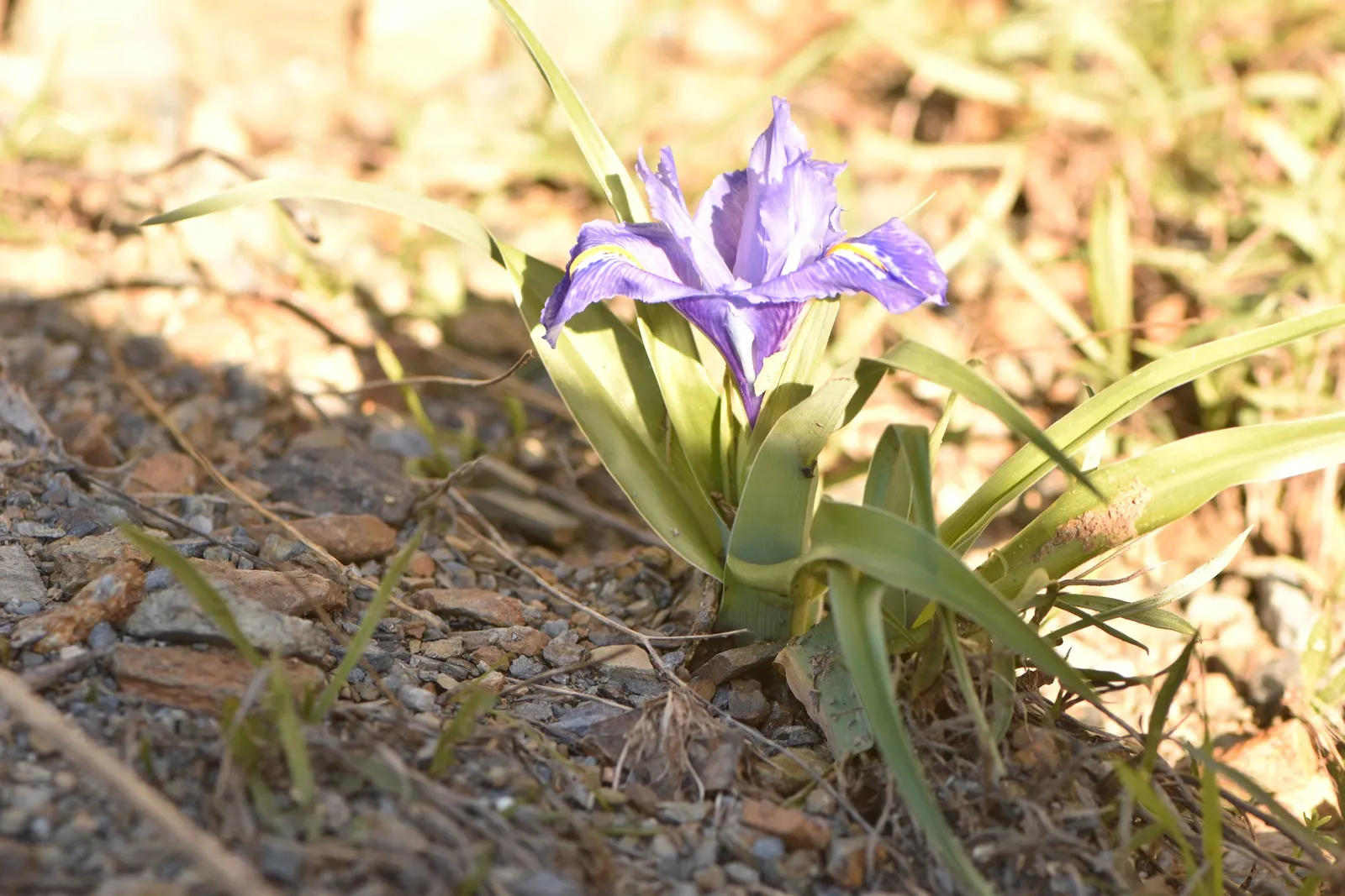 Spanish Iris (Iris Xiphium) — The bulbs should be planted at a depth of 4 to 5 inches in the fall
