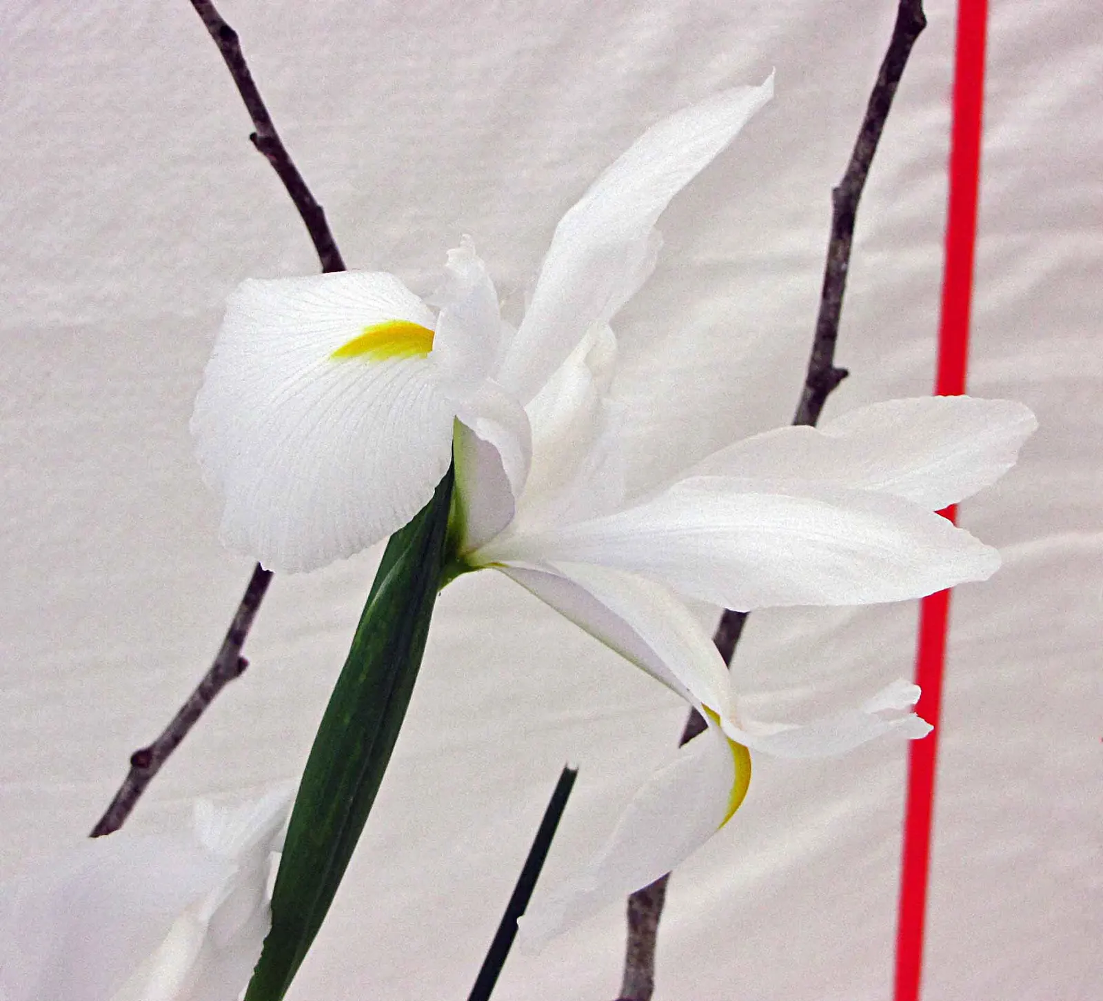 Spanish Iris (Iris Xiphium) — offering a low-maintenance; making it a captivating addition to any landscape design