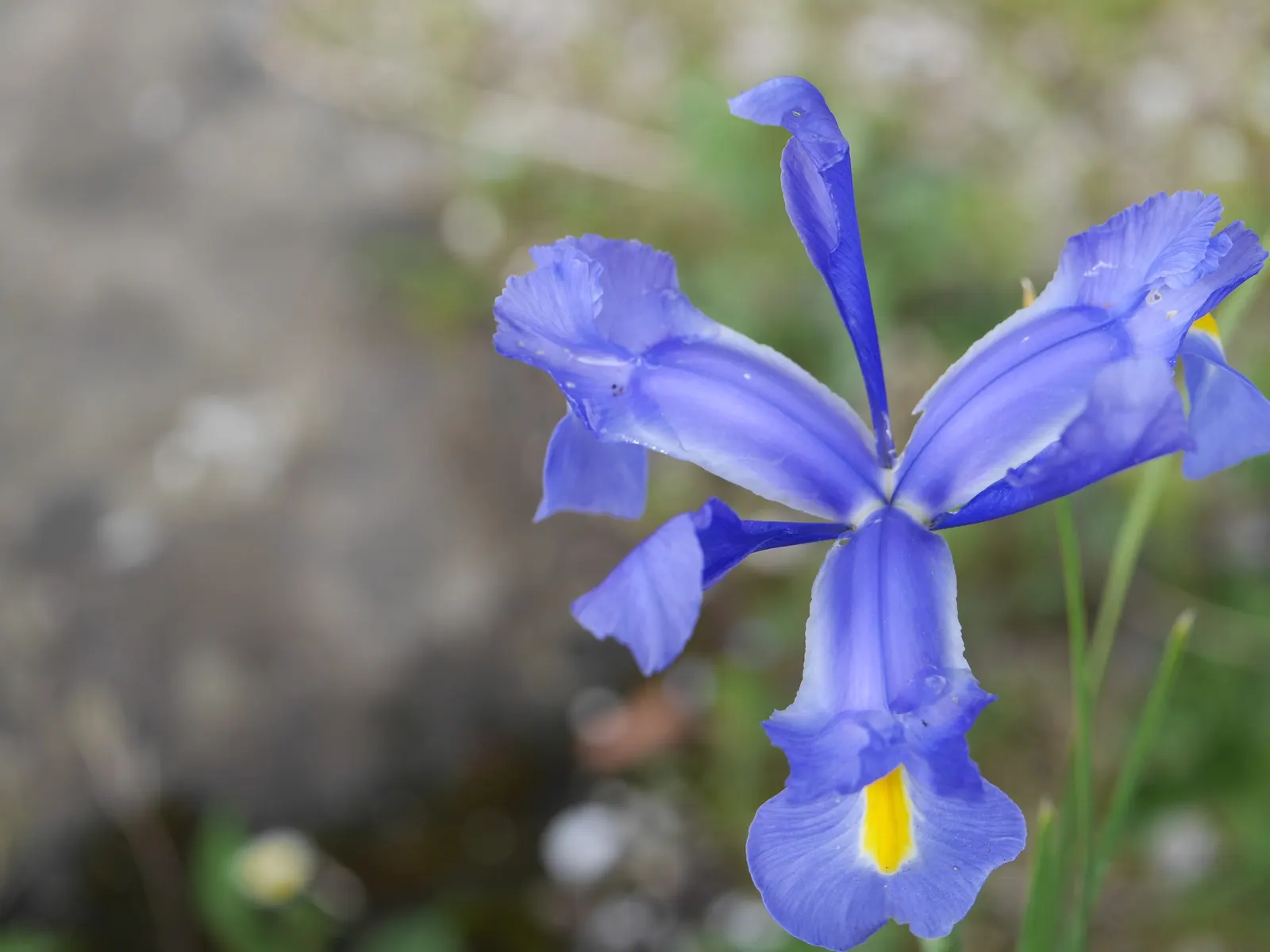 Spanish Iris (Iris Xiphium) — Displaying hues of purple, blue, yellow, or white, each blossom has a characteristic sword-like foliage; the Spanish, image 92