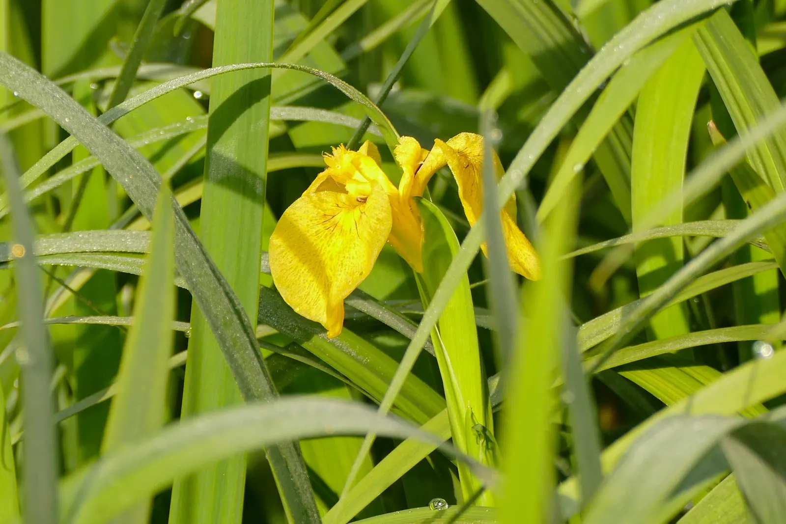 Spanish Iris (Iris Xiphium) — Its drought-tolerant nature once established minimizes the need for frequent watering